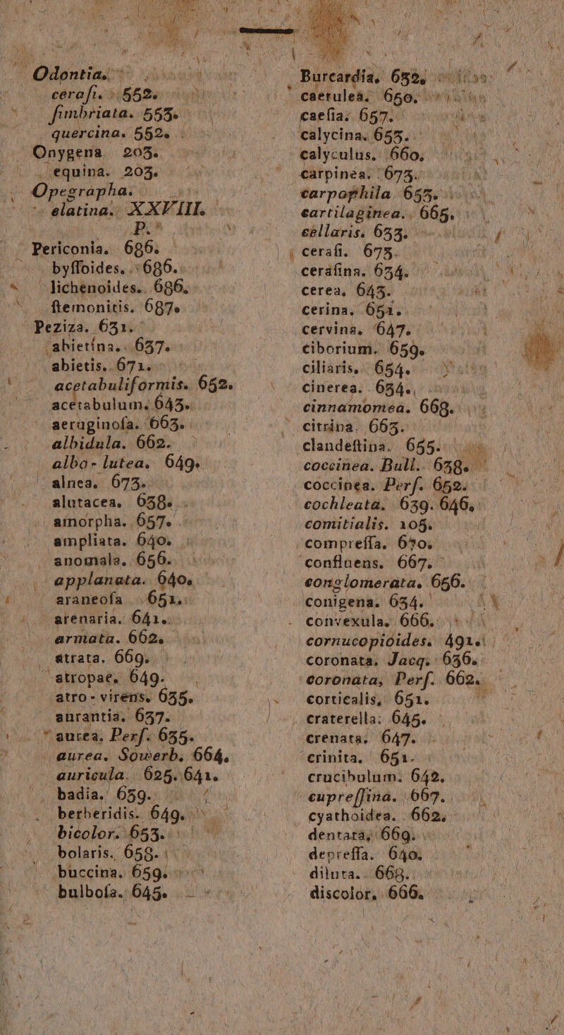 cerafi. : : 9s m Jinbriata, 555. quercina. 552. : Onygena 208.  equina. 203. X Opegrapha. | BON y ^. N byffoides..:686... ftemonitis. 687. /abietína.-- 637. abietis,..671. acetabuliformis. 652. acetabulum. 645. aeraginofa. 76635. albidula. 662... alba- lutea... 649. alnea,. 675. alutacea. 658». ainorpha. 657. . ampliata. 640. applanata. 640, araneofa |. 651. arenaria. 641. armata. 662, E atro- virens. 655. anrantia. 657. aurea, Perf. 655. auricula. 625. m berheridis: 649. bicolor. 653. bolaris. 659... buccina. 659. ^ sx caetuleà, 650. - jx caefia; 657. | idi ji calycina. 655... calyculus. 660, 3c carpinéa. :675. I carpofhila. 655... eartilaginea.. 66. céllaris. 653. - cerafi. 675. cerafina. 654. cerea, 645. cerina, 651. cervins, 1647. ciborium. 659. i dliariss. 684. 70 cinerea. .654., ) cinnaámomea. 668. clandeftina. 655. i coccinea. Bull. T í coccinea, Perf. 659. — cochleata. 639. 646, comitialis. 105. conslomerata, 650. conigena. 654. AY cornucopióides. dex coronata, Jacq. 056. coronata, Perf. 662.. corticalis, 651. : craterella: 645. crenata, 647. 651. crucibulum. 642. cyathoidea. 662, dentata, 669... depreffa.. 640. diluta.. 668. discolor, 666.