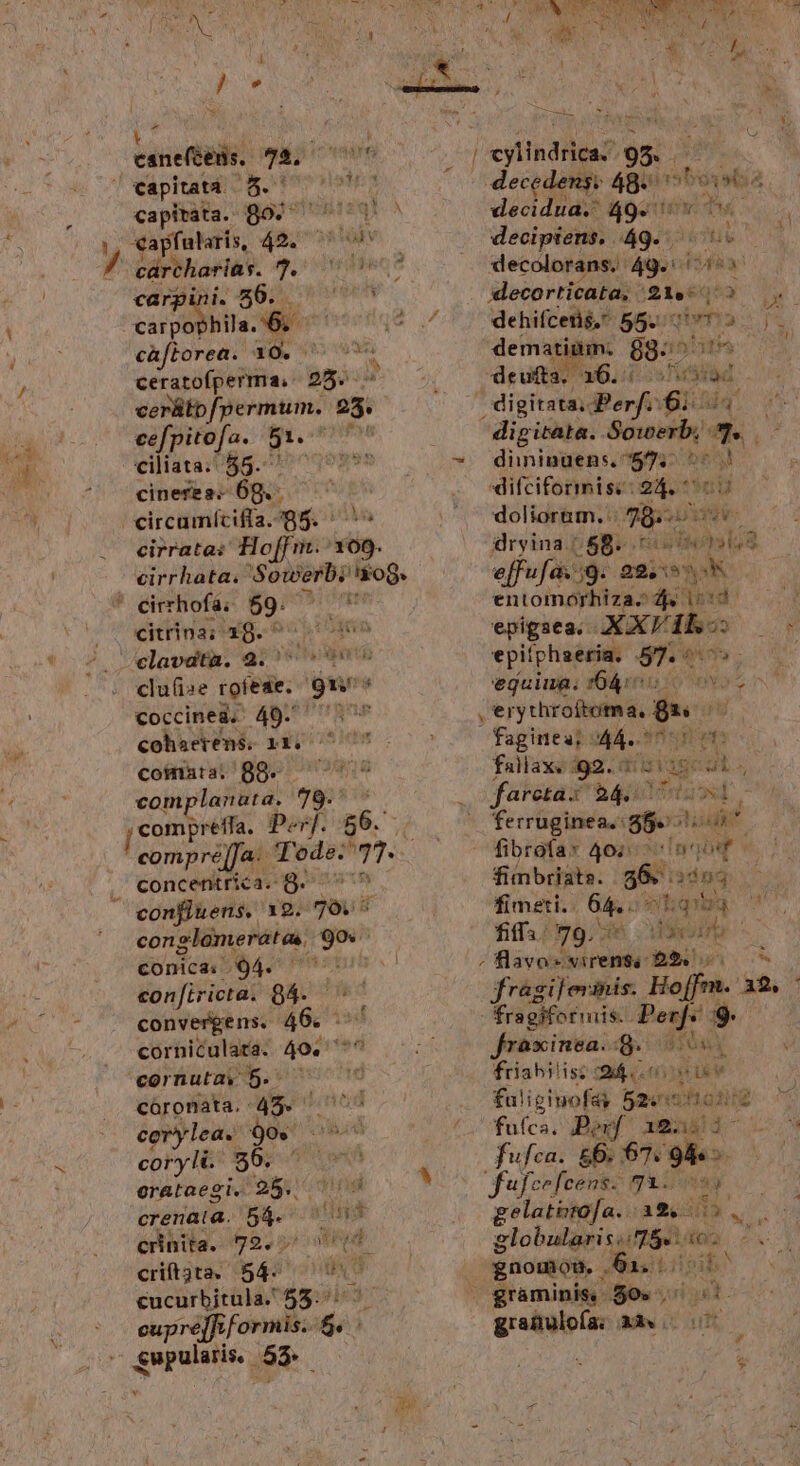 tneflbli sisiowds Capita o. di decedens: 48- tsp: capitata. B0: qu decidua. 49. UA vapfularis, 42. ^ 7^ decipiens. 49. ; carpi i56. HESS lecorticata, 21.607523 TE carpot Wil d ? ^. . dehifcens, guqivma: j 1 caftorea. 10. ^ ^ demati ain: gganith ^» i: wi a pti - ^ deufta, 16. Jug Á cerütb/permum. 25: decolorans. 4 — digitata; Perf .61 58 p itata. T- s dininüens. 7575. ^ difciformisi: 24. ^ c doliorem. .: qBosss dryina./ 58. 0e jdsls8 cefpitofa. 5. | ciliata. 5 joue c uw j cinerea. 69.- 1 circamíciffa.g5. ^ ^ cirratas Ho[Fri.: 109. - eirrhata. Sowerbi og. effufa. 9. 22, ea * ' cirrhofa. $9. t entomórhiza; 2&amp; 15:3 ; vo c eitrinar xg. * der d à epigaea. AXVAB EN vo? elapdtk. 4: oem epitphaeria. 8n Wis. cu. clu(i»e rolese. wn s egquiua. (04:7 oc c a coccined; 490. 17^ ,'erythroftotma.. [s T cohsetens. yEDUODMOS ? faginea;. A44. onu m fallax« 92. 3: gi ign 2s o fareta: bait: - ferruginea.: 56. d fibrafa* 402: ^in TU d fimbriats. 86. »ónd fimeti.. 64. sehe, 7^ fiffa- 79. SU DIC ;fÜavo-wirenss $24 55 7 jfragi]evinis. Hojfm. a2. - fragiforris. Perf* $9: fraxinsa. qidiósy v friahilis: (9i. .: opu córonata. 445. hi yo faligiuof&amp; 52st on cerylea.. t go omo T faic Bow AmuBd- ou s cory li. 56. 40 wt | Du viu Pe | erataegi. 25. | crenata. 54. vili ] crinita. 72. SEP coimata. 88. complanata. 79. j compreffa.. per. 86. compre)]Ja- Tode Ts , concentrica. 8^ confluens, 12. — conglomeratas iot conicai- .94. confiricta. 84.  convergens. 46. - 23 : corniculata. 49. 7? cornutay 5. | 12v]. : K E critjta. 54. gnomon. po is ini cucurbitula. $5. ^ ^ | graminis $0» cupre]fif ormis. des grafulofa: xà 000 Sapulene Ls Lor v