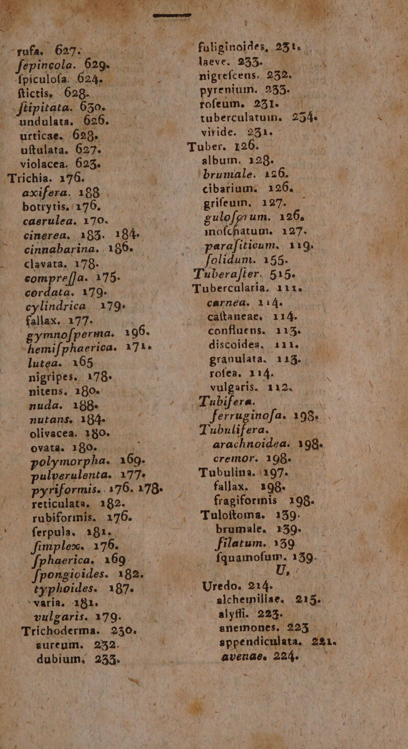 H - Li t Lg P. Y e LN T NV dux t. OMS Rd rtr AMNSERII. S 3! ix DX ju [CE ; T. Y j prn  DEPT PUMP TL | run catis 2 : i ^ IS 1 1 R5. SNNT v vÁ 'ogufas 627: /. fuliginoides, 251. fepincola. 629... ' Ageve. 953... 2 1X : vU /fpiculofa. 624. . UMP RR. nigrefcens. 2352. ftictis, 629.. yrenium. 255. [C ffipitata. 650. * Jo(eüms ozÉ - v. Y undulata,. 626. tuberculatuin. |. 234. dm urticae. 698. viride. 251. uftulata. 627. Tuber. 126. — violacea. 625. aL album. 1289. Trichia. 1768. j 'brumale. 126. axifera. 189.. cibarium. 126. botrytis,/176, grifeum, 127. caerulea. 170. gulofgrum. 126, j cinerea, 105. 184 de uel 127.  cinnabarina, | 100. - parafiticum. 119. M clavata,. 178. | — folidum. 158. compre[]a. 175. Tubera[ier. 515. cerdata. 179. Tubercularia, 111. cylindrica.|. 179» carnea. XiA. fallax. 177. d . .cáftaneae, 114. gymnofperma. 196. confluens. 115. hemifphaerica. 171. discoides, 111. lutea... 165. ; gra»ulata. 113... — nigripes. 179. | rofea. 114. 4 nitens, 180. vulgaris. 112. N nuda. 198. ^ | Tubifera. ! nutans. 104- 4 ferruginofa. 198... olivacea. 180. Tubulifera. | ovata. 100. T arachnoidea. 198. ; polymorpha. 369. —— cremor.. 198. j i4 pulverulenta. 177. Tubulina.:197. — pyriformis. 176. 178. fallax. 398. . reticulata, 182. ; fragiformis 199. fubiformis. 176. - . Tuloitoma. 159. PA ferpula.. 381.. brumale. 159. x fimplex. 176. filatum. 1359 ; ^ ^ .fphaericac 169... fquamofum. 159. [pongioides. 182. PAL (U.: typhoides. 187. — Uredo. 214. | varia. 181. (5 7o slchemillae, 215. vulgaris. 179. [ slyffi. 223. | Trichoderma. 230. snemones, 223 |. | sureum. 252. à sppendiculata, 2$1. dubium. 233. ; avenae. 224. — ^ NE 4