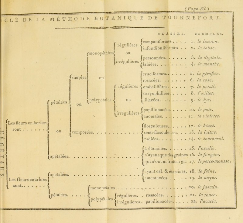 ( Page SG. ) CLÉ UE LA MÉTHODE BOTANIQUE DE T O U R N E F O B T. classes. EXEMPLES. f fcampanirormes . ... i. le lizeron. J régulières < . „ ,.r , 7 ^mfundibuhtormes . . 2. le tabac. fmonopétales*^ ou I f ^ f'personnées 3 .la digitale. 1 | irrégulières < ; , 7 V ° j labiees 4. lo- in an the. Les fleurs en Herbes sont • • • • • *j simpies^ ou ■ pétalées .1 Qu ^polype taies. <j ^cruciformes 5. la giroflée. | rosacées. ...... b. la rose. . f régulières ^ ombellifères <j. le persil. | caryopliillées 8. Vœillet. ^liliacées. .. . ... 9. le lys. ou ou Jw ' J papillonacées 10. le pois. *irrégulières.<' . 7 . 7 ^ S anomales n. la violette. fllosculeuses 12 .le bluet. A composées. r . pemi-flosculeuses. . . r3. la laitue. ! radiées i’4» le tournesol. fà étamines i5. Voseille. ^apé talées . . .' ^ n'ayant que deé graines 16. la fougère. j^qui n’ont ni fruit ni gr. 17. le perce-mousse. Les fleurs en arbres J sont i fapetalées *J payant cal. & étamines. 18. le frêne. amenlacees. . . 19. le noyer. ! pétalées. \ monope { étales 20. Ie jasmin. frégulières. . rosacées . 21. la ronce. |poIyPétales^iir^uiières> papillonacées 2,2. l acacia.