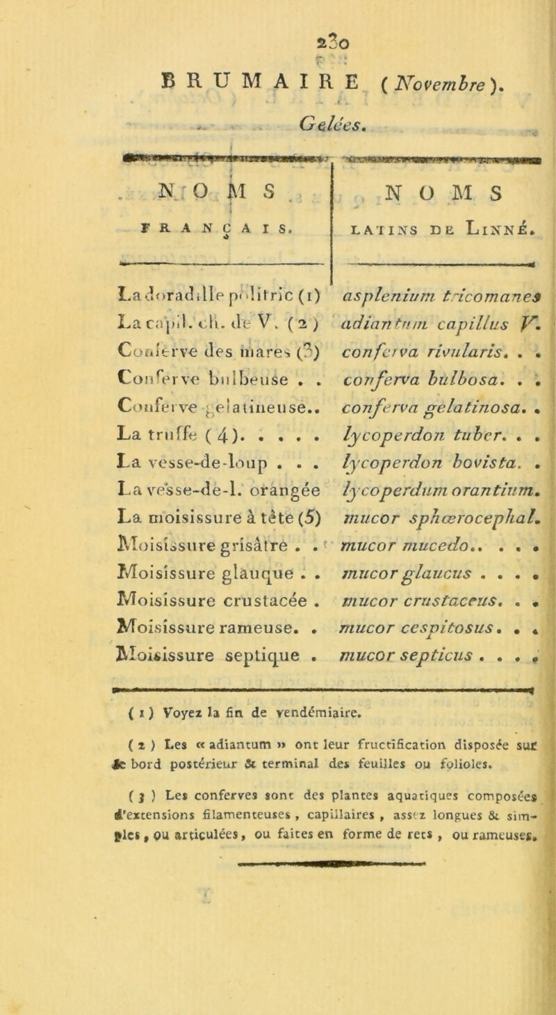 a3o BRUMAIRE {Novembre). t * ; -u il \ ■ Gelées. s * ji» i ir» oi«jinu«) .■ <'m .i N: O M s FRANÇAIS. O NOMS latins de Linné, La doradille p« >litric (i) La capil. cli. île V. ( 2 ) Coiiîèrve des mares (?) Coufervo bulbeuse . . Couferve gélatineuse.. La truffe ( 4) La vesse-de-loup . . . La vesse-dë-1. orangée La moisissure à tète (5) Moisissure grisâtre . . Moisissure glauque . . Mo isissure crustacée . Moisissure rameuse. . Moisissure septique . asplénium t'icomane9 adiantum capillus lr. confava rieularis. . . conferva bulbosa. . . conferva gelatijiosa. . lycoperdoji tubcr. . . lycoperdon hovista. . lycoperdum orantium. mucor sphœrocephal. mucor mucedo.. . . . mucor glaucus . . . • mucor crustacrus. . . mucor cespitosus. . » mucor septicus . . . „ ■■■ <'■■■■« ( i ) Voyez la fin de vendémiaire. ( t ) Les « adiantum » ont leur fructification disposée suc Je bord postérieur Si terminal des feuilles ou folioles. ( j ) Les conferves sont des plantes aquatiques composées d’extensions filamenteuses , capillaires , assez longues &. sim- plet , ou articulées, ou faites en forme de rets , ou rameuses.