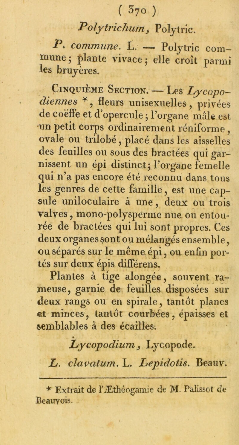 ( $7° ) Polytrichum, Polytric. P* commune. L. — Polylric com— nume; plante vivace $ elle croît parmi les bruyères. Cinquième Section. — Les Lycopo- âiennes *, fleurs unisexuelles, privées de coëffe et d’opercule 5 l’organe mule est un petit corps ordinairement réniforme, ovale ou trilobé, placé dans les aisselles des feuilles ou sous des bractées qui gar- nissent un épi distinct3 l’organe femelle qui n’a pas encore été reconnu dans tous les genres de cette famille, est une cap- sule uniloculaire à une, deux ou trois valves, mono-polysperme nue ou entou- rée de bractées qui lui sont propres. Ces deux organes sont ou mélangés ensemble, ou séparés sur le même épi, ou enfin por- tés sur deux épis difîerens. Plantes à tige alongée, souvent ra- meuse, garnie de feuilles disposées sur deux rangs ou en spirale, tantôt planes et minces, tantôt courbées, épaisses et semblables à des écailles. Lycopodium Lycopode. L, cïavatum. L. Lepidotis. Beauv. * Extrait de l’Æthéogamie de M. Palissot de Beauyois.