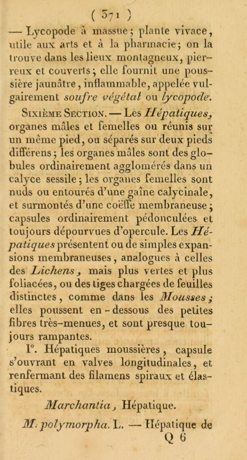 ('570 — Lycopode à massue ; plante vivace, utile aux arts et à la pharmacie; on la trouve dans les lieux montagneux, pier- reux et couverts; elle fournit une pous- sière jaunâtre, inflammable, appelée vul- gairement soufre végétal ou lycopode. Sixième Section. — Les Hépatiques, organes mâles et femelles ou réunis sur un même pied, ou séparés sur deux pieds différens ; les organes mâles sont des glo- bules ordinairement agglomérés dans un calyce sessile ; les organes femelles sont nuds ou entourés d’une gaine calycinale, et surmontés d’une co'élfe membraneuse; capsules ordinairement pédonculées et toujours dépourvues d’opercule. Les Hé- patiques présentent ou de simples expan- sions membraneuses, analogues à celles des Lichens, mais plus vertes et plus foliacées, ou des liges chargées de feuilles distinctes, comme dans les Mousses; elles poussent en - dessous des petites libres très-menues, et sont presque tou- jours rampantes. 1°. Hépatiques moussières, capsule s’ouvrant en valves longitudinales, et renfermant des filamens spiraux et élas- tiques. Marchanda , Hépatique. M. polymorpha. L. — Hépatique de