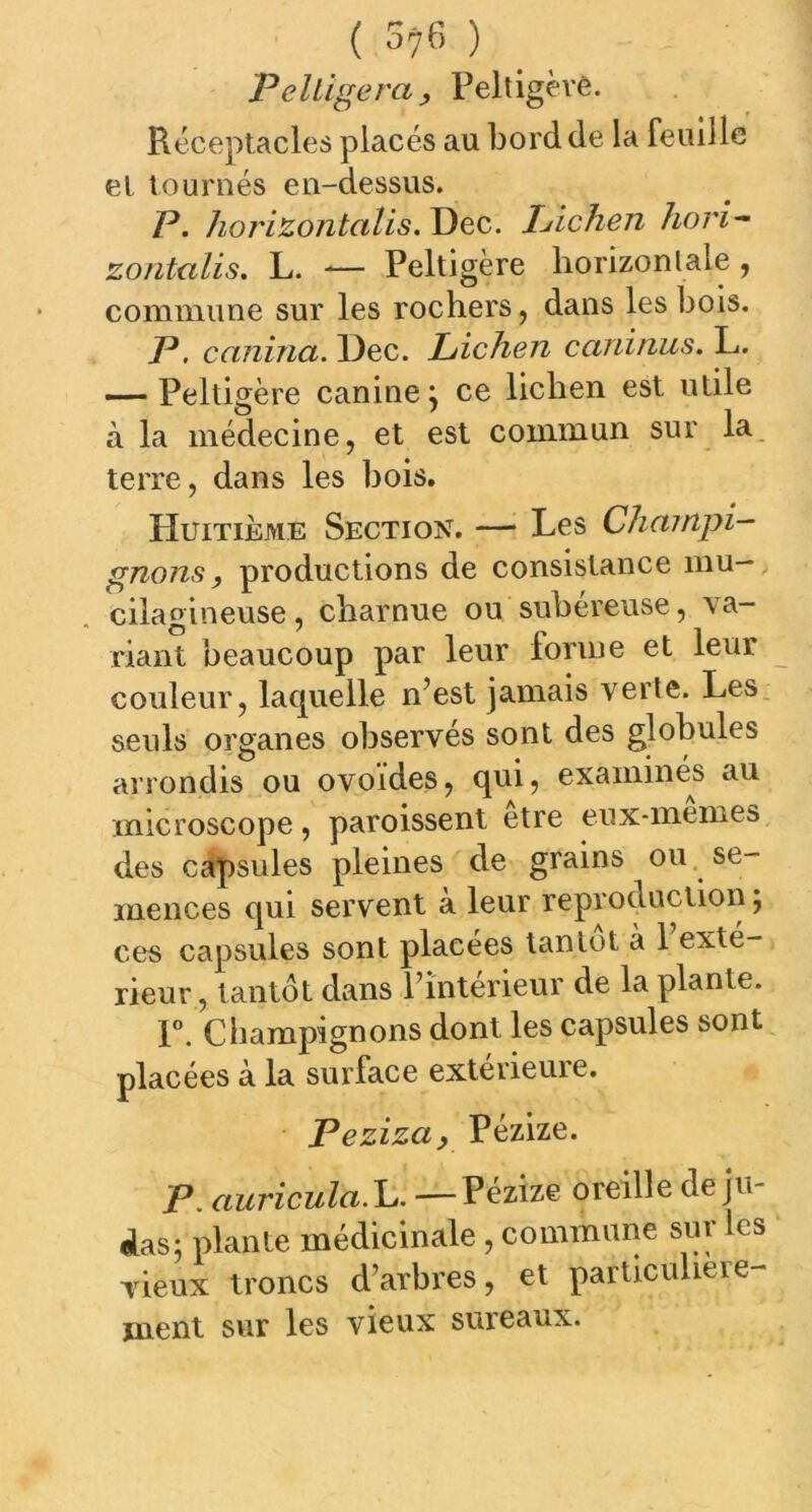 Pelligera, Peltigère. Réceptacles placés au bord de la Feuille et tournés en-dessus. P. horizontalis. Dec. Lichen hori- zontalis. L. — Peltigère horizontale , commune sur les rochers, dans les bois. P. canina. Dec. Lichen caninus. L. — Peltigère caninej ce lichen est utile à la médecine, et est commun sur la terre, dans les bois. PIuitième Section. — Les Champi- gnons} productions de consistance mu— cilagineuse, charnue ou subéreuse, va- riant beaucoup par leur forme et leur couleur, lacjuelle n’est jamais verte. Les seuls organes observés sont des globules arrondis ou ovoïdes, qui, examinés au microscope, paroissent être eux-memes des capsules pleines de grains ou se- mences qui servent à leur reproduction ; ces capsules sont placées tantôt à 1 exté- rieur , tantôt dans l’intérieur de la plante. 1°. Champignons dont les capsules sont placées à la surface extérieure. Peziza, Pézize. P. auricula.L —Pézize oreille de ju- das: plante médicinale , commune sur les vieux troncs d’arbres, et particulière- ment sur les vieux sureaux.