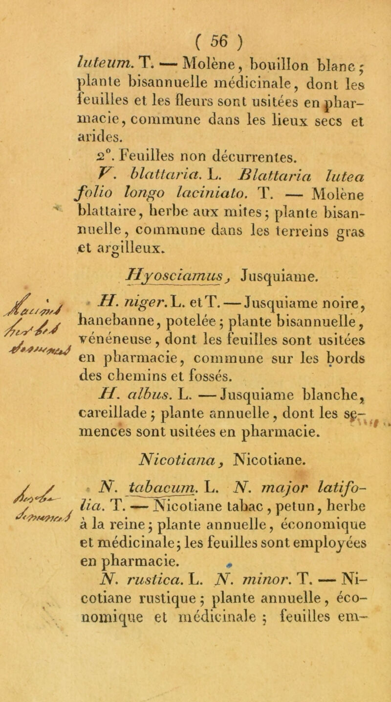 luteum. T. — Molène, bouillon blanc ^ plante bisannuelle médicinale, dont les feuilles et les fleurs sont usitées en phar- macie, commune dans les lieux secs et arides. ü®. Feuilles non décurrentes. V. hlaüaria, L. Blattaria lutea folio longo laciniato. T. — Molène blatlaire, herbe aux mites j plante bisan- nuelle, commune dans les terreins gras et argilleux. HYosciamus J Jusquiame. H. niger.\i. et T. — Jusquiame noire, hanebanne, potelée; plante bisannuelle, vénéneuse , dont les feuilles sont usitées en pharmacie, commune sur les bords des chemins et fossés. //. alhus. L. —Jusquiame blanche, careillade ; plante annuelle, dont les se- mences sont usitées en pharmacie. Nicotiana, Nicotiane. N. tabacum. L. N. major latifo- lia. T. — Nicotiane tabac , petun, herbe à la reine; plante annuelle, économique et médicinale; les feuilles sont employées en pharmacie. N. rustica. L. N. minor. T. — Ni- cotiane rustique ; plante annuelle , éco- nomique et médicinale ; feuilles em-