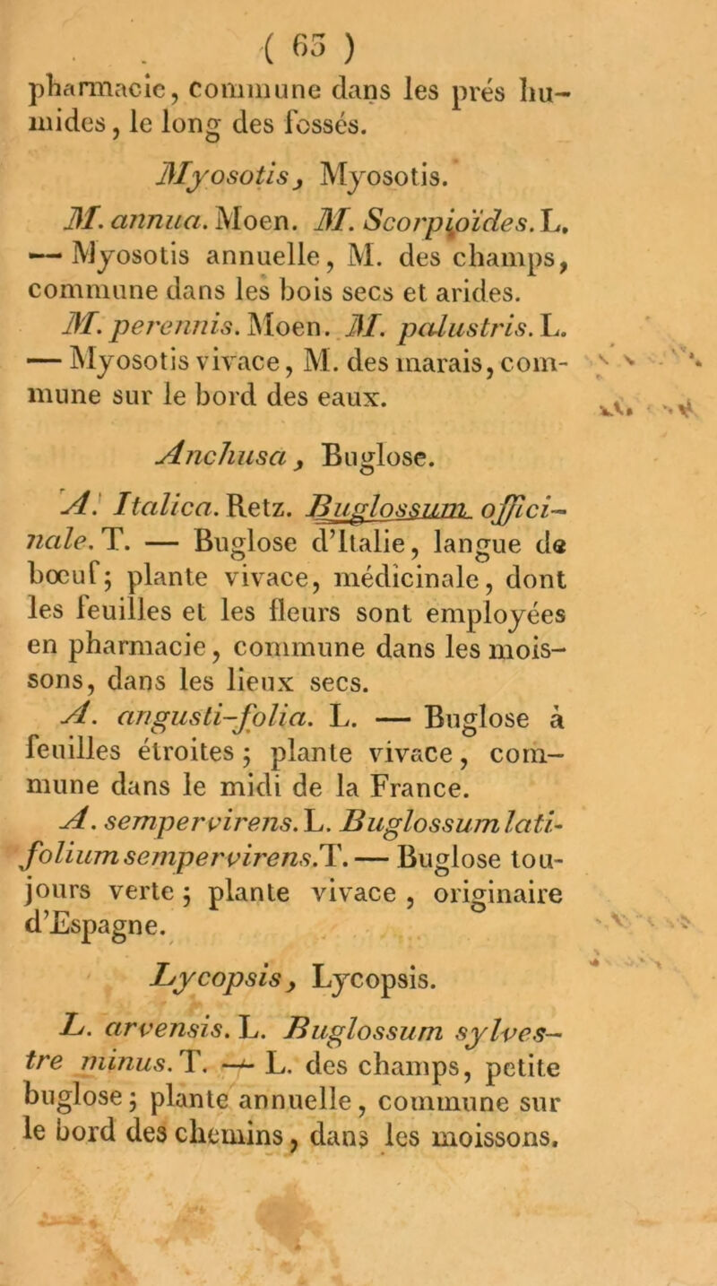 ■( B5 ) phamiaclc, commune dans les prés hu- mides , le long des fossés. 3IyosoüsJ Myosotis. 31. annua. Moen. 31. Scorp^oïdes. L, — Myosotis annuelle, M. des champs, commune dans les bois secs et arides. 3T. pere/iriis.^loen. 31. pcdustris.\^. — Myosotis vivace, M. des marais, com- mune sur le bord des eaux. Anchusa, BuMose. A] Italica. Retz. Jf3ugInssjiTn. ojjlci— nale.T.. — Bimlose d’Italie, langue de bocul; plante vivace, médicinale, dont les feuilles et les fleurs sont employées en pharmacie, commune dans les mois- sons, dans les lieux secs. A. angusli-fplia. L. — Buglose à feuilles étroites ; plante vivace, com- mune dans le midi de la France. A. sempervirens.\,. BuglossumlatU foliumsempervirens.T. — Buglose tou- jours verte 5 plante vivace , originaire d’Espagne. Lycopsis, Lycopsis. L. arvensis. L. Buglossum sylves-- tre minus. Y. —^ L. des champs, petite buglose ; plante annuelle, commune sur le bord des chemins, dans les moissons.