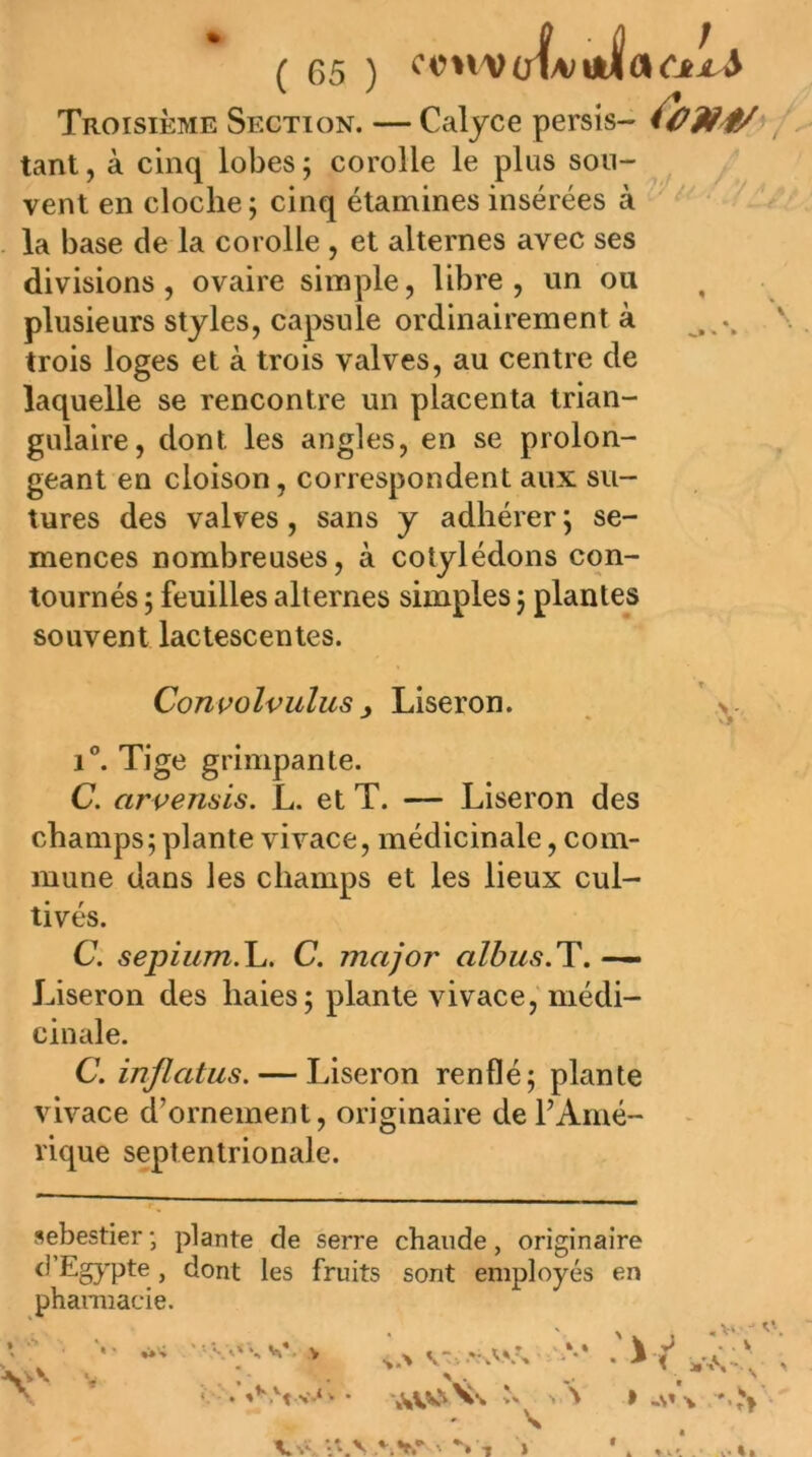 Troisième Section. — Calyce persis- Ù3t4/ tant, à cinq lobes ; corolle le plus sou- vent en cloche; cinq étamines insérées à la base de la corolle , et alternes avec ses divisions, ovaire simple, libre, un ou plusieurs styles, capsule ordinairement à , trois loges et à trois valves, au centre de laquelle se rencontre un placenta trian- gulaire, dont les angles, en se prolon- geant en cloison, correspondent aux su- tures des valves, sans y adhérer ; se- mences nombreuses, à cotylédons con- tournés ; feuilles alternes simples ; plantes souvent lactescentes. Convolvulus y Liseron. 1®. Tige grimpante. C. arvenais. L. et T. — Liseron des champs; plante vivace, médicinale, com- mune dans les champs et les lieux cul- tivés. C. sepium.l^. C. major albus.T, — Liseron des haies; plante vivace, médi- cinale. C. injlatus. — Liseron renflé; plante vivace d’ornement, originaire de l’Amé- rique septentrionale. sebestier -, plante de serre chaude, originaire J dont les fruits sont employés en phaiTuacie. • ' •i'i \ V V V •