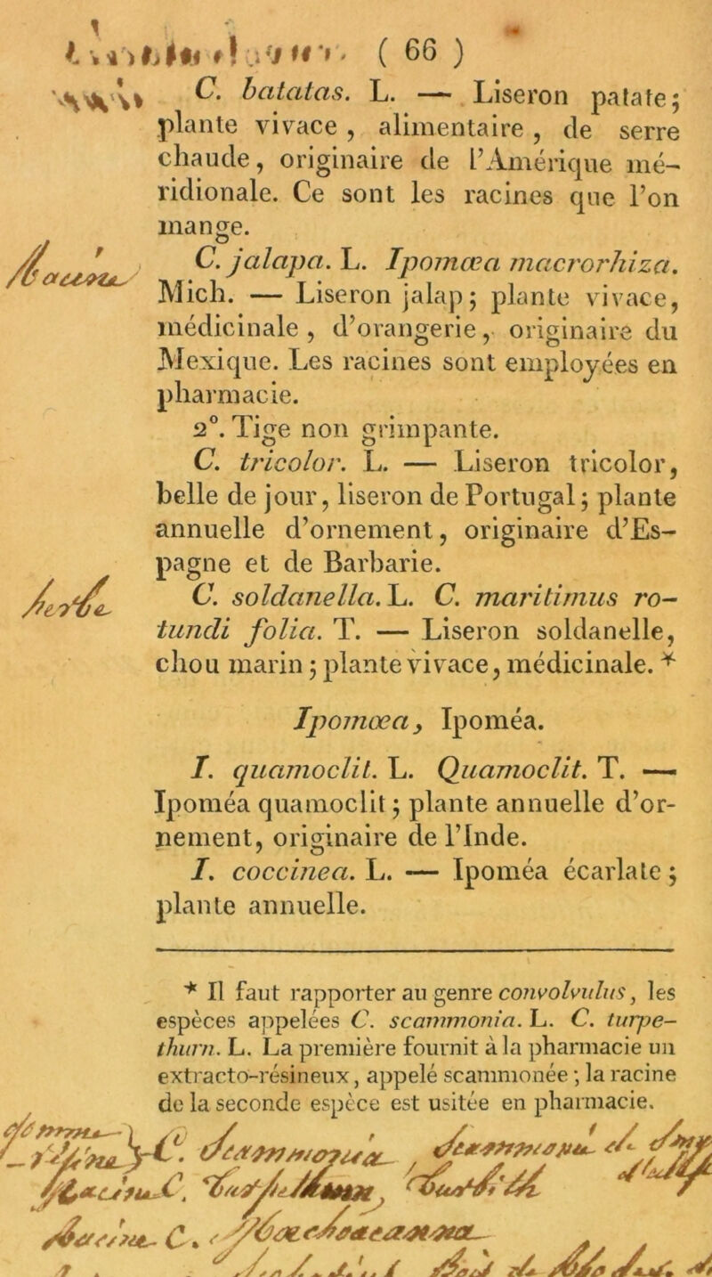 * 4') li Mi » ! ) L- —.Liseron patate; plante vivace , alimentaire, de serre chaude, originaire de l’Amérique mé- ridionale. Ce sont les racines que l’on mange. C. jalapa. L. Ipomœa macroi'liiza. Mich. — Liseron jalap; plante vivace, médicinale , d’orangerie, originaire du Mexique. Les racines sont employées en pharmacie. 2®. Tige non grimpante. C. tricolor. L. — Liseron tricolor, belle de jour, liseron de Portugal; plante annuelle d’ornement, originaire d’Es- pagne et de Barbarie. C. soldanella.lu. C. maritimus ro- lundi folia. T. — Liseron soldanelle, chou marin ; plante vivace, médicinale. ^ Ipomœa y Ipoméa. I. quamoclit. L. QiiamocUt. T. —- Ipoméa quamoclit ; plante annuelle d’or- nement, originaire de l’Inde. I. coccinea. L. — Ipoméa écarlate ; plante annuelle. Il faut rapporter au genre co7ivo/vu/?o', les espèces appelées C. scammonîa. L. C. tvrpe- thiirn. L. La première fournit à la pharmacie un extracto-résineux, appelé scammonée ; la racine de la seconde espèce est usitée en pharmacie.