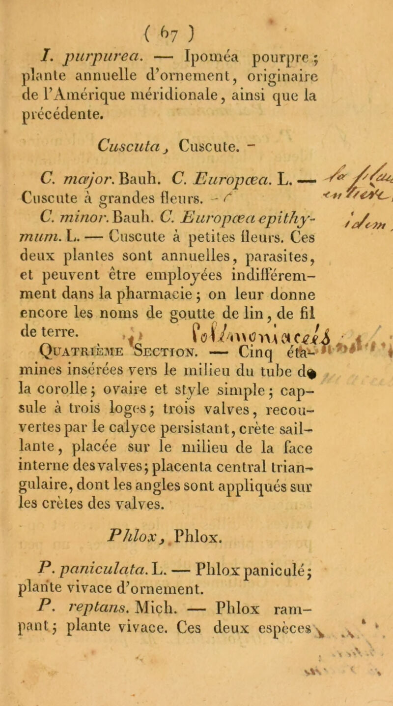 ( ^7 ) I. purpiirea. — Ipoméa pourpre ; plante annuelle d’ornement, originaire de l’Amérique méridionale, ainsi que la précédente. C. major. Bauh. C. Europœa. L. — Cuscute à grandes fleurs. - ^ C. 772mo/*. Bauh. C. Europœa epithy- miiTii. L. — Cuscute à petites fleurs. Ces deux plantes sont annuelles, parasites, et peuvent être employées indifférem- ment dans la pharmacie ; on leur donne encore les noms de goutte de lin, de fil mines insérées vers le milieu du tube d^ la corolle ; ov^aire et style simple ; cap- sule à trois loges; trois valves, recou- vertes par le calyce persistant, crête sail- lante, placée sur le milieu de la face interne des valves; placenta central trian- gulaire, dont les angles sont appliqués sur les crêtes des valves. P. paniculata. L. — Phlox paniculé; plante vivace d’ornement. P. reptans. Midi. — Phlox ram- pant; plante vivace. Ces deux espèces Cuscuta J Cuscute. - de terre. | f Quatrième ^Section. r. — Cinq Phlox y VhXox.