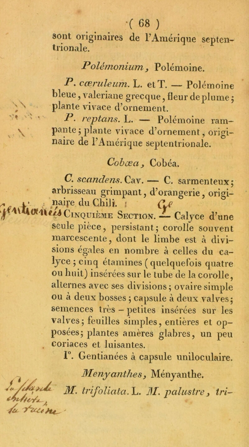 sont originaires de FAmérique septen- trionale. Polémonium y Polémoine. P. cœruleurti. L. et T. — Polémoine bleue, valériane grecque, fleur déplumé 5 plante vivace d’ornement. P. reptans. L. — Polémoine ram- pante; plante vivace d’ornement, orim- naire de 1 Amérique septentrionale. Cohœa y Cobéa. C. scandens.Çidc^.— C. sarmenteux; arbrisseau grimpant, d’orangerie, origi- . naife du Chilf. • Cinquième Section. — Caljce d’une seule pièce, persistant; corolle souvent marcescente, dont le limbe est à divi- sions égales en nombre à celles du ca- ljce ; cinq étamines ( quelquefois quatre ou huit) insérées sur le tube de la corolle, alternes avec ses divisions; ovaire simple ou à deux bosses ; capsule à deux valves; semences très - petites insérées sur les valves; feuilles simples, entières et op- posées; plantes amères glabres, un peu . coriaces et luisantes. F. Gentianées à capsule uniloculaire. Menyanthesy Ménjanthe. M. trifoliata.lj. M. palustre y tri-