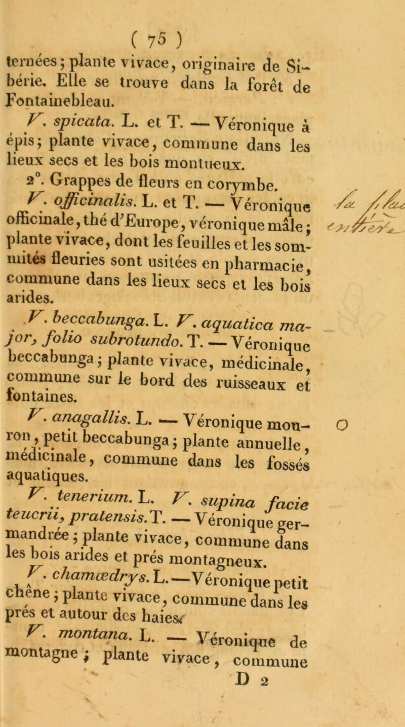 ternées; plante vivace, originaire de Si- bérie, Elle se trouve dans la forêt de Fontainebleau. spicata. L. et T. —Véronique à épis; plante vivace, commune dans les lieux secs et les bois montueux. 2 . Grappes de fleurs en corymbe. ojfficinalis. L. et T. —- Véronique officinale, thé d^Europe, véronique mâle ; plante vivace, dont les feuilles et les som- mites fleuries sont usitées en pharmacie, commune dans les lieux secs et les bois arides, .F. beccabunga. L. F, aquatica ma- jor, folw subrotundo. T. — Véronique beccabunga; plante vivace, médicinale » ^les ruisseaux et lontaines. F, anagallis, L. — Véronique mon- ron , petit beccabunga ; plante annuelle médicinale, commune dans les fossés aquatiques. r. tenerium.-L. V. supina fack teucru, pralensis.y. — Véronique ger- mandrée ; plante vivace, commune dam les bois andes et prés montagneux r. chamœdrys. L—Véronique petil chene ; plante vivace, commune dans les prés et autour des haies< F. montana. L. — Véronique de montagne ; plante vivace, commune