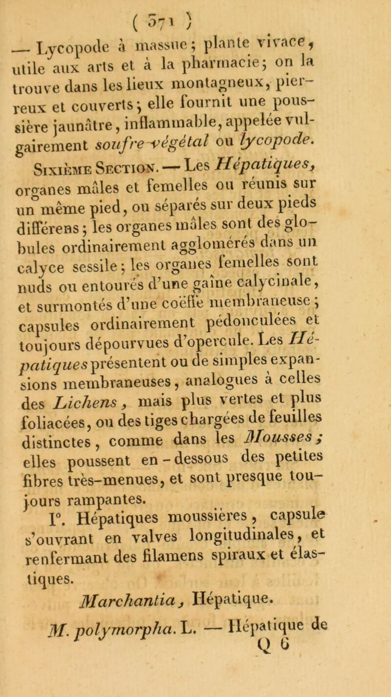 {5r^ ) Lycopoclc li massue; plante \i\ace^ utile aux arts et à la pharmacie; on la trouve dans les lieux montagneux, pier- reux et couverts; elle fournil une pous- sière jaunâtre, inflammable, appelée vul- gairement soufre végétal ou lycopode. Sixième Section. — Les Hépatiques^ orcranes males et femelles ou réunis sur un même pied, ou sépares sur deux pieds différens ; les organes males sont des glo- bules ordinairement agglomérés dtins un calyce sessile; les organes femelles sont nuds ou entourés d’une gaine calycinale, et surmontés d’une coéfle membraneuse ; capsules ordinairement pédonculées et toujours dépourvues d’opercule. Les JYc?- présentent ou de simples expan- sions membraneuses, analogues a celles des Lichens , mais plus vertes et plus foliacées, ou des tiges chargées de feuilles distinctes, comme dans les Mousses; elles poussent en - dessous des petites fibres très-menues, et sont presque tou- jours rampantes. r. Hépatiques moussières, capsule s’ouvrant en valves longitudinales, et renfermant des filamens spiraux et élas- tiques. Marchantia J Hépatique. M. polYTnorpha.\^> — Hépatique de ' ^ ^ ^ Q (j