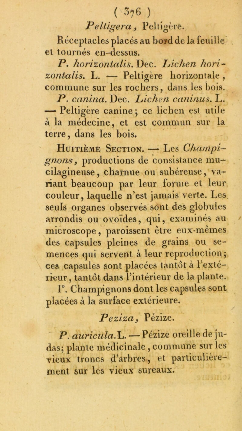 ( ^76 ) Peltigera, Peltigère. Réceptacles placés au boyd de la feuille et tournés en-dessus. P. horizontalis. Dec. lAchen hori'- zontalis, L. -— Peltigère horizon laie , commune sur les rochers, dans les bols. P. caniîia. Dec. Lichen caninus. L. — Peltigère canine j ce lichen est utile à la médecine, et est commun sur la terre, dans les bois. Huitième Section. — Les Champi- gnons, productions de consistance mu- cilagineuse, charnue ou subéreuse, va- riant beaucoup par leur forme et leur couleur, laquelle n’est jamais verte. Les. seuls organes observés sont des globules arrondis ou ovoïdes, qui, examinés au microscope, paroissent être eux-mêmes des capsules pleines de grains ou se- mences qui servent à leur reproduction ; ces capsules sont placées tantôt à l’exté- rieur , tantôt dans l’intérieur de la plante. F. Champignons dont les capsules sont placées à la surface extérieure. Peziza, Pézize. P. auriculaAj. — Pézize oreille de ju- das; plante médicinale, commune sur les vieux troncs d’arbres, et particulière- ment sur les vieux sureaux.