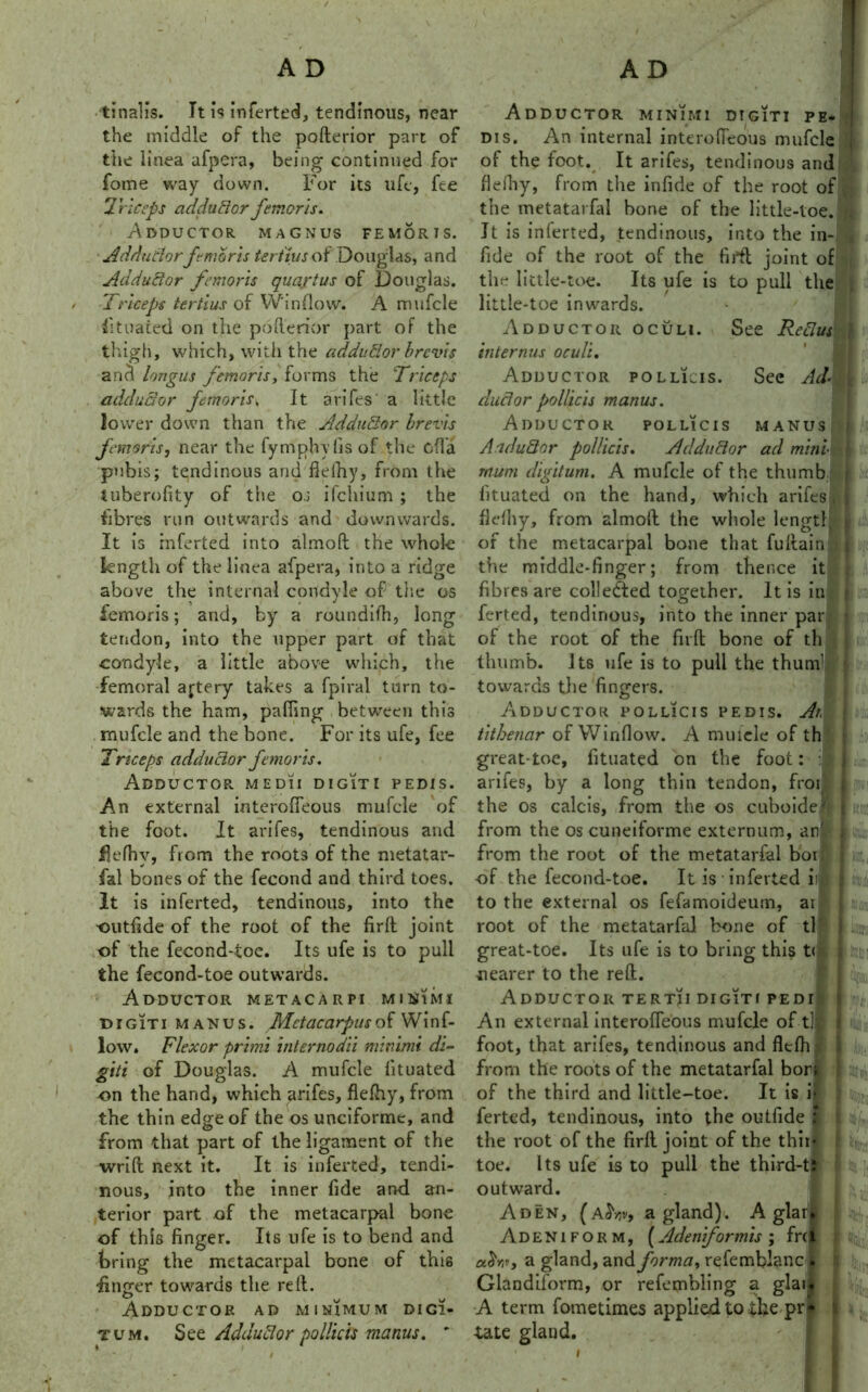 tinalis. Tt is inferted, tendinous, near the middle of the pofterior part of the linea afpera, being continued for fome way down. For its life, fee Triceps adduSor femorls. .Adductor magnus femorts. Adductorft marts tertius of Douglas, and AdduSor femorls quartus of Douglas. Triceps tertius of Window. A mufcle fitnated on the pofterior part of the thigh, which, with the adduSor brevis and longus femorls, forms the 'Triceps adduSor femorls. It arifes a little lower down than the AdduSor brevis femorls, near the fymphyfisof the cfla pubis; tendinous and flefhy, from the tuberofity of the os ifchium ; the fibres run outwards and downwards. It is inferted into almoft the whole length of the linea afpera, into a ridge above the internal condyle of the os femoris; and, by a roundifh, long tendon, into the upper part of that condyle, a little above which, the femoral aftery takes a fpiral turn to- wards the ham, palling between this mufcle and the bone. For its ufe, fee •is. I D I GIT I PEDIS. An external interoiTeous mufcle of the foot. It arifes, tendinous and fjelhv, from the roots of the metatar- fal bones of the fecond and third toes. It is inferted, tendinous, into the outfide of the root of the firft joint of the fecond-toe. Its ufe is to puli the fecond-toe outwards. Adductor metacarpi mmSimi digiti manus. Metacarpus of Winf- low. Flexor primi Internodli minimi di- giti of Douglas. A mufcle lituated on the hand, which arifes, flefhy, from the thin edge of the os unciforme, and from that part of the ligament of the wrift next it. It is inferted, tendi- nous, into the inner lide and an- terior part of the metacarpal bone of this finger. Its ufe is to bend and bring the metacarpal bone of this fincrer towards the reft. Adductor ad minimum digi- tim. See AdduSor pollicis manus.  Triceps adductor femot Adductor medi Adductor minimi dtgiti pe- | dis. An internal interoiTeous mufcle of the foot. It arifes, tendinous and flelhy, from the infide of the root of the metatarfal bone of the little-toe. . It is inlerted, tendinous, into the in- fide of the root of the firft joint of the little-toe. Its ufe is to pull the little-toe inwards. Adductor oculi. See ReSus internus oculi. Adductor pollicis. See Ad- If., duel or pollicis manus. Adductor pollicis manus |,!3 A-iduSor pollicis. AdduSor ad mini• | mum digitum. A mufcle of the thumb Ik lituated on the hand, which arifes, flefhy, from almoft the whole lengtf j of the metacarpal bone that fuftain ; | the middle-finger; from thence it fibres are collected together. It is in La ferted, tendinous, into the inner par of the root of the firft bone of th thumb, its ufe is to pull the thum1 towards the fingers. ■|>ifi Adductor pollicis pedis. At, tithenar of Window. A muiele of th great-toe, lituated on the foot: :l arifes, by a long thin tendon, froi , the os calcis, from the os cuboidef from the os cuneiforme externum, an' | c»i from the root of the metatarfal bori of the fecond-toe. It is inferted ii j to the external os fefamoideum, ar root of the metatarfal bone of tl great-toe. Its ufe is to bring this t< nearer to the reft. Adductor tertji digiti pedi An external interoiTeous mufcle of t] foot, that arifes, tendinous and flelh from the roots of the metatarfal bon of the third and little-toe. It is ii ferted, tendinous, into the outfide 2 the root of the firft joint of the thir- toe. Its ufe is to pull the third-t! outward. I Aden, (a^v, a gland). A glarl Adeniform, (Adeniformis ; frej cdtw, a gland, and forma, refemblancl Glandiform, or refembling a glas. A term fometimes applied to ike pr* iate gland.