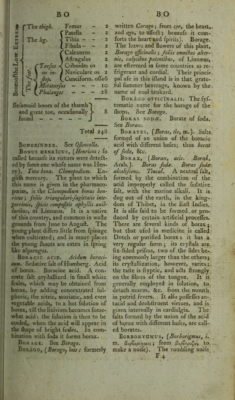 d Femur - f Patella 1 Tibia - - £ Fibula- - f Calcaneus \ Aftragalus Tar Jus < Cuboides os 2 or in- J Naviculare os 2 Jiep. CCuneiform, offa6 Metatarfus - — - 10 Phalanges — - . — 28 Sefamoid bones of the thumb'} and great toe, occafionally }- found ----- J Total 248 Bone binder. See Ofieocolla. Bonus henricus, [Henricus: fo called becaufe its virtues were detect- ed by fome one whofe name was Hen- ry). Tot a bona. Chenopodium. En- glifh mercury. The plant to which this name is given in the pharmaco- poeias, is the Chenopodium bonus hen- ricus ; folds triangulari-fagittatis inte- ger rinds, fpicis compofitis aphyllis axil- laribus, of Linnaeus. It is a native of this country, and common in wafte grounds from June to Auguft. The young plant differs little from fpinage when cultivated; and in many places the young fhoots are eaten in fpring like afparagus. Boracic acid. Acidum boraci- cum. Sedative fait of Homberg. Acid of borax. Boracine acid. A con- crete fait cryitallized in fmall white fcales, which may be obtained from borax, by adding concentrated ful- phuric, the nitric, muriatic, and even vegetable acids, to a hot folution of borax, till the lixivium becomes fome- what acid: the folution is then to be cooled, when the acid will appear in the fhape of bright fcales. In com- bination with foda it forms borax. Borage. See Borago. Bor Ago, [Borago ? inis : formerly written Corago; from cor, the heart,, and ago, to affe6t ; becaufe it com- forts the heart and fpirits). Borage. The leaves and flowers of this plant, Borago officinalis ; folds omnibus alter- n'lSy calycibus patentibus, of Linnaeus,, are efteemed in fome countries as re- • frigerant and cordial. Their princi- , pal ufe in this ifland is in that grate- ful fummer beverage, known by the name of cool tankard. Borago officinalis. The fyf- tematic name for the borage of the fhops. See Borago. Boras sod£. Borate of foda. See Borax. Borates, [Boras, tis, m.). Salts formed of an union of the boracic acid with different bafes; thus borat of foda, &c. Borax, [Borax, acis. Borah, Arab.). Boras foda. Boras foda alcalefcens. 'lineal. A neutral fait, formed by the combination of the acid improperly called the fedative fait, with the marine alkali. It is dug out of the earth, in the king- dom of Thibet, in the Eaft Indies. It is alfo faid to be formed or pro- duced by certain artificial proceffes. There are fcveral kinds of borax; but that ufed in medicine is called Dutch or purified borax : it has a very regular form ; its cryftals are fix-fided prifms, two of the fides be-, ing commonly larger than the others; its cryftallization, however, varies ; the tafte is flyptic, and acts ftrongly on the fibres of the tongue. It is generally employed in folution, to detach mucus, See. from the mouth in putrid fevers. It alfo pofTeffes an- tacid and deohftruent virtues, and is given internally in cardialgia. The falts formed by the union of the acid of borax with different bafes, are call- ed borates. Borborygmus, [BorborigmuSy i. m. 8op£oj>vyrjt.os ; from make a noife). The rv . F + 8opQopv^u, to imbling noife