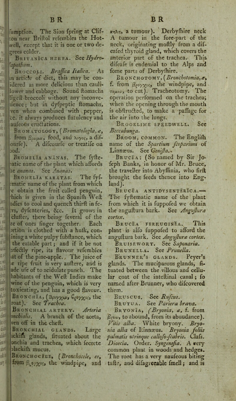 of id IliSit-j ati-1 im loll 1 ' 1 feafc I ,'erain juw M htffl dials i#: wry1 B R uimption. The Sion fpring at Clif- ton near Briftol refembles the Hot- ivell, except that it is one or two de- grees colder. Britanica hekba. See Hydro* ?apatbum. Broccoli. Brnffica It alien. As in article of diet, this may be con- idered as more delicious than cauli- lower and cabbage. Sound ftomachs ligeft broccoli without any mconve- lience; but in dyfpeptic ftomachs, ven when combined with pepper, v.c. it always produces flatulency and aufeous eru&ations. Brom -vtology, (Bromatologia, a> from fiftofjLce, food, and Aoyo?, a dif- ourfe). A difeourfe or treatife on aod. Bromelia ananas. The fyfte- latic name of the plant which affords be ar.anas. See Ananas. Bromelia karatas. The fyf- tmatic name of the plant from which rc obtain the fruit called penguin, hich is given in the Spanifh Weft ndies to cool and quench thirft in fe- :rs, dyfenteries, &c. It grows in clufter, there being feveral of the ze of ones finger together. Each prtibn is clothed with a hulk, con- ining a white pulpy fubftance, which the eatable part; and if it be not :rfedtly ripe, its flavour refembles iat of the pine-apple., The juice of >e ripe fruit is very auftere, and is ade ufe of to acidulate punch. The habitants of the Weft Indies make wine of the penguin, which is very toxicating, and has a good flavour. Bronchia, j the roat). See Trachea. Bronchial artery. Arteria onchia/is. A branch of the aorta, ven off in the cheft. Bronchial glands. Large ickilti glands, fituated about the onchia and trachea, which fecrete Dlackifh mucus. Broncho cele, {Bronchoccle, cs, from windpipe, and B R xviXvit a tumour). Derbyfliire neck A tumour in the fore-part of the neck, originating moftly from a dif- eafed thyroid gland, which covers the anterior part of the trachea.- This difeafe is endemial to the Alps and fome parts of Derbyfliire. Bronchotomy,( Bronchotomia, <ey f. from i3^oyxoc-f the windpipe, and rs[avu, to cut). Tracheotomy. The operation performed On the tracheaj when the opening through the mouth is obftrufted, to make a paffage for the air into the lungs. Brooklime speedwell. See Beccabunga. Broom, common. The Englifh name of the Spartium fcoparium of Linnaeus. See Genijla.* Brucea: (So named by Sir Jo- feph Banks, in honor of Mr. Bruce, the traveller into Abyflinia, who firft brought the feeds thence into Eng- land). Brucea antidvs enterica.— The fyftematic name of the plant from which it is fuppofed we obtain the anguftura bark. See Angujlum cortex. Brucea ferruginIa. This plant is alfo fuppofed to afford the anguftura bark. See Angujlura cortex. Bruise wort. See Saponaria. Brunella. See Prunella. Brunner’s glands. Peyer’s glands. The muciparous glands, fi- tuated between the villous and cellu- lar coat of the inteftinal canal; fo named after Brunner, who difeovered them. ' Bruscus. See Rufcus. Brutua. See Pariera brava. Bryonia, (Bryonia, a, f. from Pevoj, to abound, from its abuudance). Pit is alba. White bryony. Bryo- nia alba of Linnseus. Bryonia foliis palmatis ulrinque callofo-fcabris. Clafs. Dioecia. Order. Syngenefia. A very common plant in woods and hedges. The root has a very naufeous biting tafte, and difag recable fmell j and is