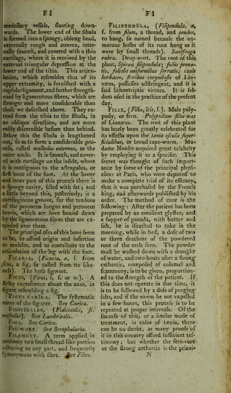 medullary veffels, flanting down- wards. The lower end of the fibula is formed into a fpongy, oblong head, externally rough and convex, inter- nally fmooth, and covered with a thin cartilage, where it is received by the external triangular depreffiun at the lower end of the tibia. This articu- lation, which refembles that of its upper extremity, is furnifhed with a ! capfularligament,and farther ftrength- ened by ligamentous fibres, which are Wronger and more confiderable than | thofe we defcribed above. They ex- tend from the tibia to the fibula, in an oblique direffion, and are more eafily difcernible before than behind. Below this the fibula is lengthened out, fo as to form a confiderable pro- cefs, called malleolus extemus, or the | outer ancle. It is fmooth, and cover- | ed with cartilage on the infide, where it is contiguous to the aflragalus, or firft bone of the foot. At the lower j and inner part of this procefs there is | a fpongy cavity, filled with fat; and a little beyond this, pofteriorly, is a l cartilaginous groove, for the tendons of the peroneus lorigus and peroneus brevis, which are here bound down by the ligamentous fibres that are ex- tended over them. * The principal ufes of this bone feem 1 to be, to afford origin and infertion to mufcles, and to contribute to the articulation of the leg with the foot. Ficaria, [Fiearia, a, f. from jlsus, a fig, fo called from its like- nefs). The herb figwort. Ficus, (Ficus, i, f. or n.), A fltfhy excrefcencc about the anus, in figure refembling a fig. Ficus carica. The fyftematic name of the fig-tree. See Carica. IidTcInai.es, (Fidicinalis, fc. mvfculus'). See Lumbricalis. Figs. Sec Carica. Iig-wort. See Scrophularia. Filament. A term applied in anatomy to a fmall thread-like portion adhering to any part, and frequently Ivnonymous with fibre. Fibre. Filipendula, (Filipendula, <c9 f. from JUum, a thread, and pendeo, to hang, fe named becaufe the nu- merous bulbs of its root hang as it were by fmall threads). Saxifrages rubra. Drop-wort. The root of this, plant, Spiraa jiUpendula; folds pentia- tis, foliolis unformibus ferr alts, caule herbaceo, floribus corymbojis of Lin- naeus, poffeffes adflringent, and it is faid lithontriptic virtues. It is fel- dom ufed in the pradf ice of the prefent day. Fi l i X, (F'tlix, ids, f.). Male poly- pody, or fern. Polypodium jilix mas of Linnaeus. The root of this plant has lately been greatly celebrated for its effedts upon the\tania ofeulisfuper- ficialibus, or broad tape-worm. Ma- dame Noufer acquired great celebrity by employing it as a fpecific. This fecret was thought of fuch import- ance by fome of the principal phvfi- cians at Paris, who were deputed ter make a complete trial of its efficacy*, that it was purchafed by the French king, aud afterwards publifhed by his order. The method of cure is the following : After the patient has been prepared by an emolient glyfter, and a fupper of panada, with butter and fait, he is directed to take in the morning, while in bed, a dofe of two or three drachms of the powdered root of the male fern. The powder mud be wafhed down with a draught of water, and two hours after a (Long cathartic, cotnpofed of calomel and fcammony, is to be given, proportion- ed to the (Length of the patient. If. this does not operate in due time, it is to be followed by a dofe of purging falts, and if the Worm be not expelled in a few hours, this procefs is to be repeated at proper intervals. Of the fuccefs of this, or a fimilar mode of treatment, in cafes of taenia, there- can be no doubt, as many proofs of it in this country afford fufficient tef- timony; but whether the fern-root or the ffror.g cathartic is the priest* N ,