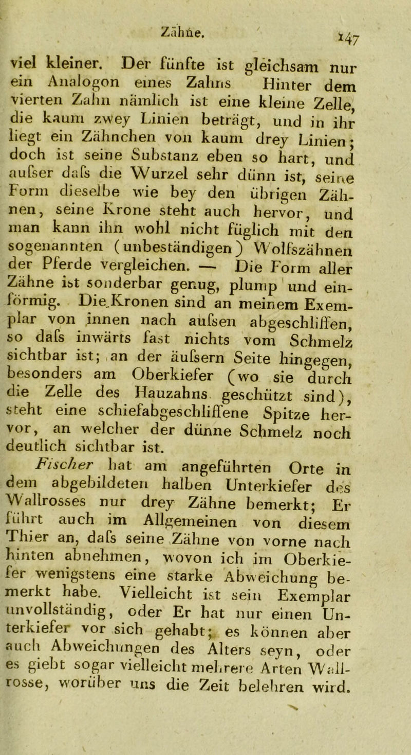 147 viel kleiner. Der fünfte ist gleichsam nur ein Analogon eines Zahns Hinter dem vierten Zahn nämlich ist eine kleine Zelle die kaum zwey Linien beträgt, und in ihr liegt ein Zähnchen von kaum drey Linien- doch ist seine Substanz eben so hart, und aufser dafs die Wurzel sehr dünn ist, seine Form dieselbe wie bey den übrigen Zäh- nen, seine Krone steht auch hervor, und man kann ihn wohl nicht füglich mit den sogenannten (unbeständigen) Wolfszähnen der Pferde vergleichen. — Die Form aller Zähne ist sonderbar genug, plump und ein- förmig. Die„Kronen sind an meinem Exem- plar von innen nach aüfsen abgeschliffen, so dafs inwärts fast nichts vom Schmelz sichtbar ist, an der äufsern Seite hingegen, besonders am Oberkiefer (wo sie durch die Zelle des Hauzahns geschützt sind), steht eine schiefabgeschliffene Spitze her- vor, an welcher der dünne Schmelz noch deutlich sichtbar ist. Fischer hat am angeführten Orte in dem abgebildeten halben Unterkiefer des Wallrosses nur drey Zähne bemerkt; Er führt auch im Allgemeinen von diesem Thier an, dafs seine Zähne von vorne nach hinten abnehmen, wovon ich irn Oberkie- fer wenigstens eine starke Abweichung be- merkt habe. Vielleicht ist sein Exemplar unvollständig, oder Er hat nur einen Un- terkiefer vor sich gehabt; es können aber auch Abweichungen des Alters seyn, oder es giebt sogar vielleicht mehrere Arten Wali- rosse, worüber uns die Zeit belehren wird.