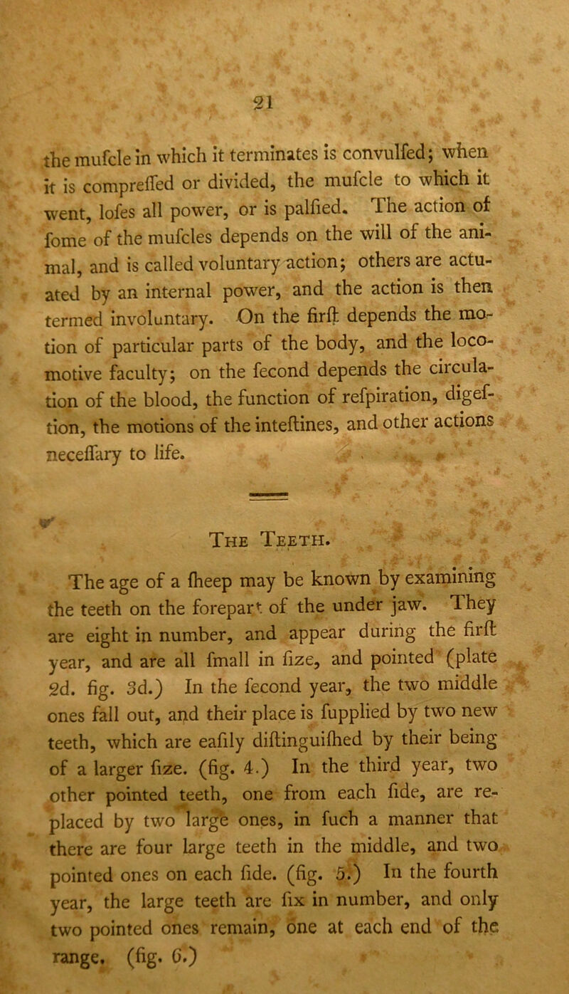 91 the mufcle in which it terminates is convulfed; when it is comprefled or divided) the mufcle to which it went) lofes all power) or is palfied* The action of fome of the mufcles depends on the will of the ani- mal) and is called voluntary action; others are actu- ated by an internal power) and the action is then termed involuntary. On the firf): depends the mo- tion of particular parts of the body) and the loco- motive faculty; on the fecond depends the circula- tion of the blood) the function of refpiratioU) digef- tioU) the motions of the inteftineS) and other actions necelfary to life. . . ’u' The Teeth. The age of a flieep may be known by examining the teeth on the forepart of the under jaw. They are eight in number) and appear during the fir ft year, and are all fmall in fize, and pointed (plate 2d. fig. 3d.) In the fecond year, the two middle ones fall out, and their place is fupplied by two new teeth, which are eafily diftinguifhed by their being of a larger fize. (fig* 4.) In the third year, two other pointed teeth, one from each fide, are re- placed by two lar^ ones, in fuch a manner that there are four large teeth in the middle, and two pointed ones on each fide. (fig. 5:) In the fourth year, the large teeth are fix in number, and only two pointed ones remain, one at each end of the range, (fig. 6,)