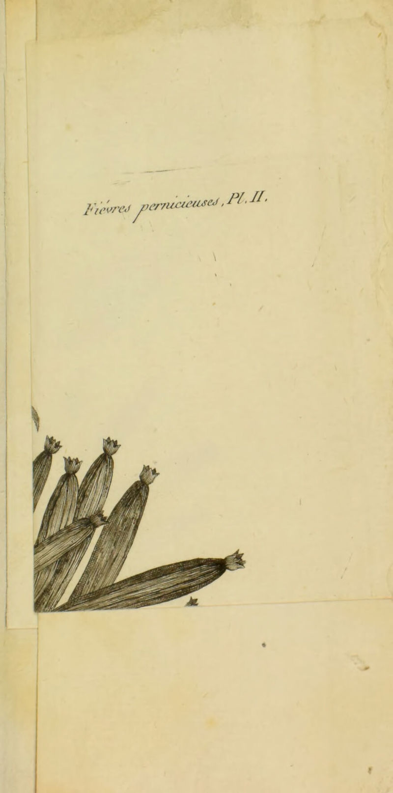 Fte'vreJ verr^eu*** >PLJI ’ ! ' ! ?