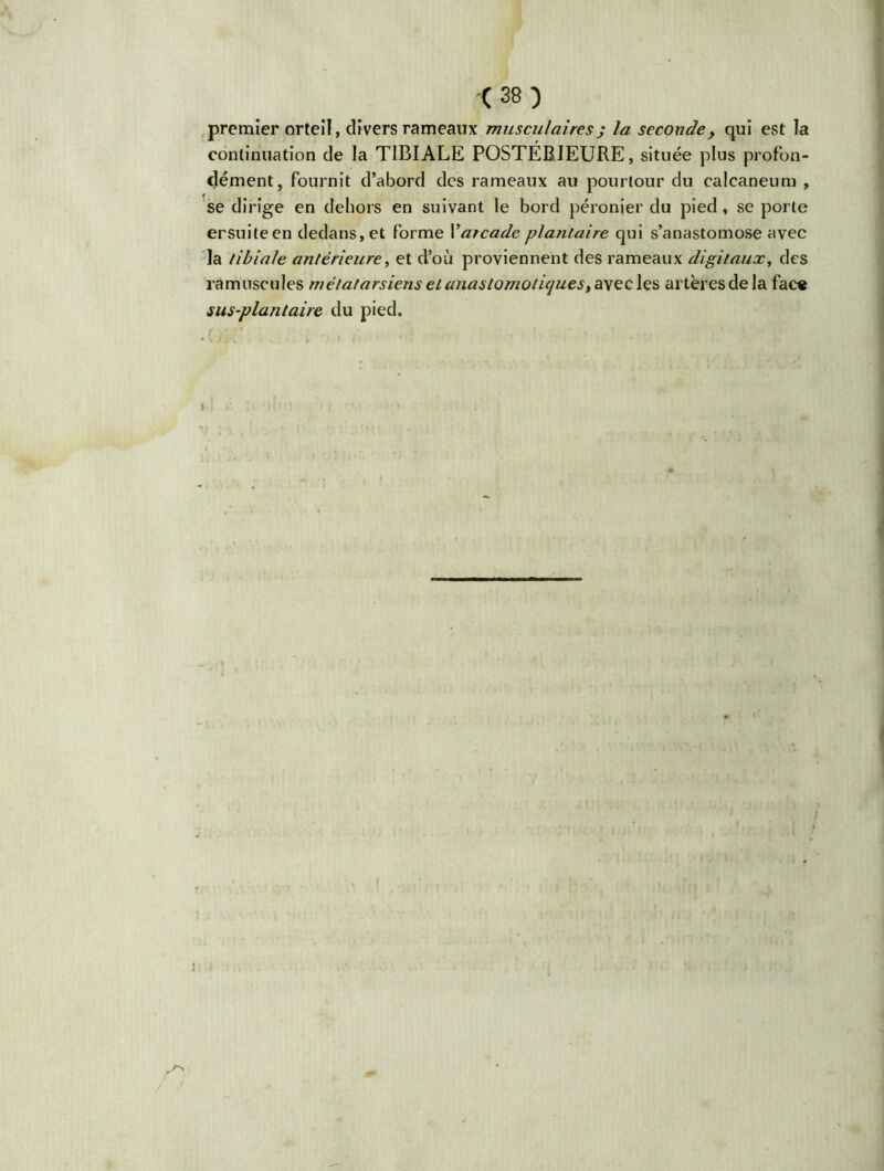 premier orteil, divers rameaux musculaires j la seconde, qui est la continuation de la TIBIALE POSTÉRIEURE, située plus profon- dément, fournit d’abord des rameaux au pourtour du calcanéum , se dirige en dehors en suivant le bord péronier du pied, se porte ersuiteen dedans, et forme Xarcade plantaire qui s’anastomose avec la tibiale antérieure, et d’où proviennent des rameaux digitaux, des ramuscules métatarsiens et anastomotiques, avec les artères de la face sus-plantaire du pied.