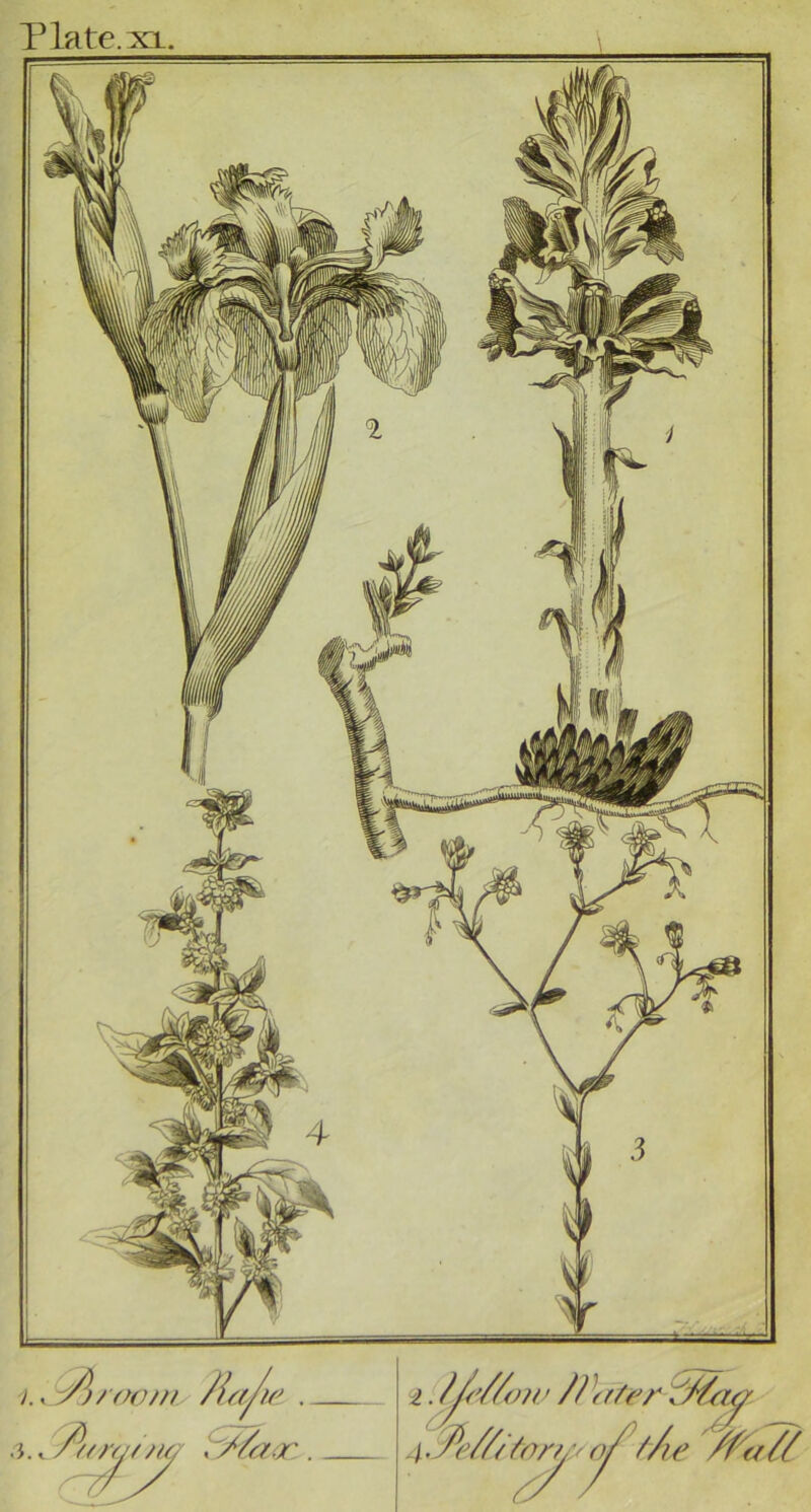 Plate, xl.