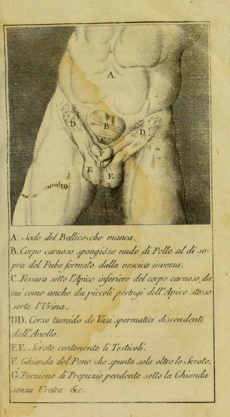 A. i-tei/c i/e/ B e///co\c/e manca. B. Corpo carnoco cpoo/ppp/àco nuc/o i//Pe//c a/i/i co- pra i/c/Pu/e/ormato i/i/ta occc/ca à*accu/. C .le.aura cotto tl/uce tn/cr/ore t/e/corpo ear/noo i/o cut corne anc/c c/apacco//poertupi <///'//puce ctêcco j sorte titàni. IDD. Corco tumu/o i/o Ticst cocr/nattci t/cceni/e/itï j i/a//Ct/le//a. |EE. ^ fero te contenente / Tee fico/. F. (l/uam/a ate/tPene o/n’ cpauita co/a o/tre /o \ /crete. C-r.Porzione c/ Prepuziopu’nc/ente cotte /a C/ioru/a cenza l reti a (xc.
