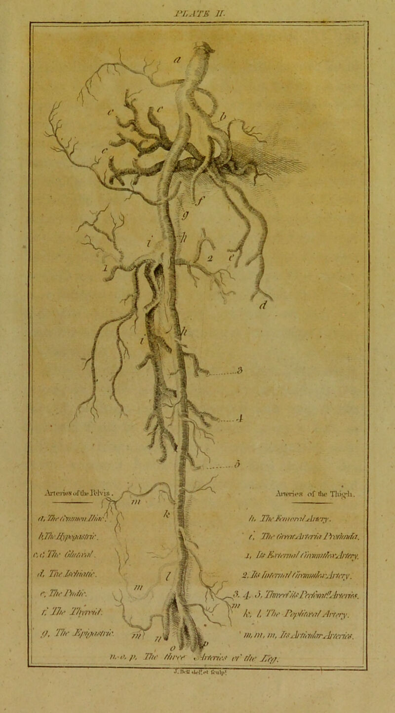 IT, ATE IT. Arteriusaft]k>ll'lvi8. ft, 'fhe/!yimieiiJtine. b, 7fieTfypoitilS/i 7/'. The tiftt/ikt/. if, ThtMritttu. e. The Jiuf/r. K The 27)\ii'itf. //, The JS/m/t/e/rb Antries of du* This'll. />. The fhree TiTT h. TheTinwnitAmiy. f, The (heiu,h/erbt I'lvrhmhr. 1, fee Ke/enmf/ihwnrfe.rTrtery. 2. I/e hifenh/f'fmvm/lfee •. inert. 4' Tfmrt. i/AIh/ h v, y re, h', /, The Pe/fiM’i)/Artery. ' m, />/, m, he J/ //, ydn\ h Y, r/, v. r ’T the JTff/.