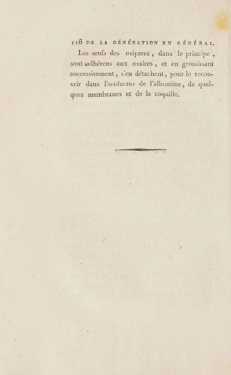 Les œufs des ovipares, dans le principe, sont wadhérens aux ovaires , et en grossissant successivement , s'en détachent, pour le recou- vrir dans loviductus de l’albumine, de quel- ques membranes et de la coquille,