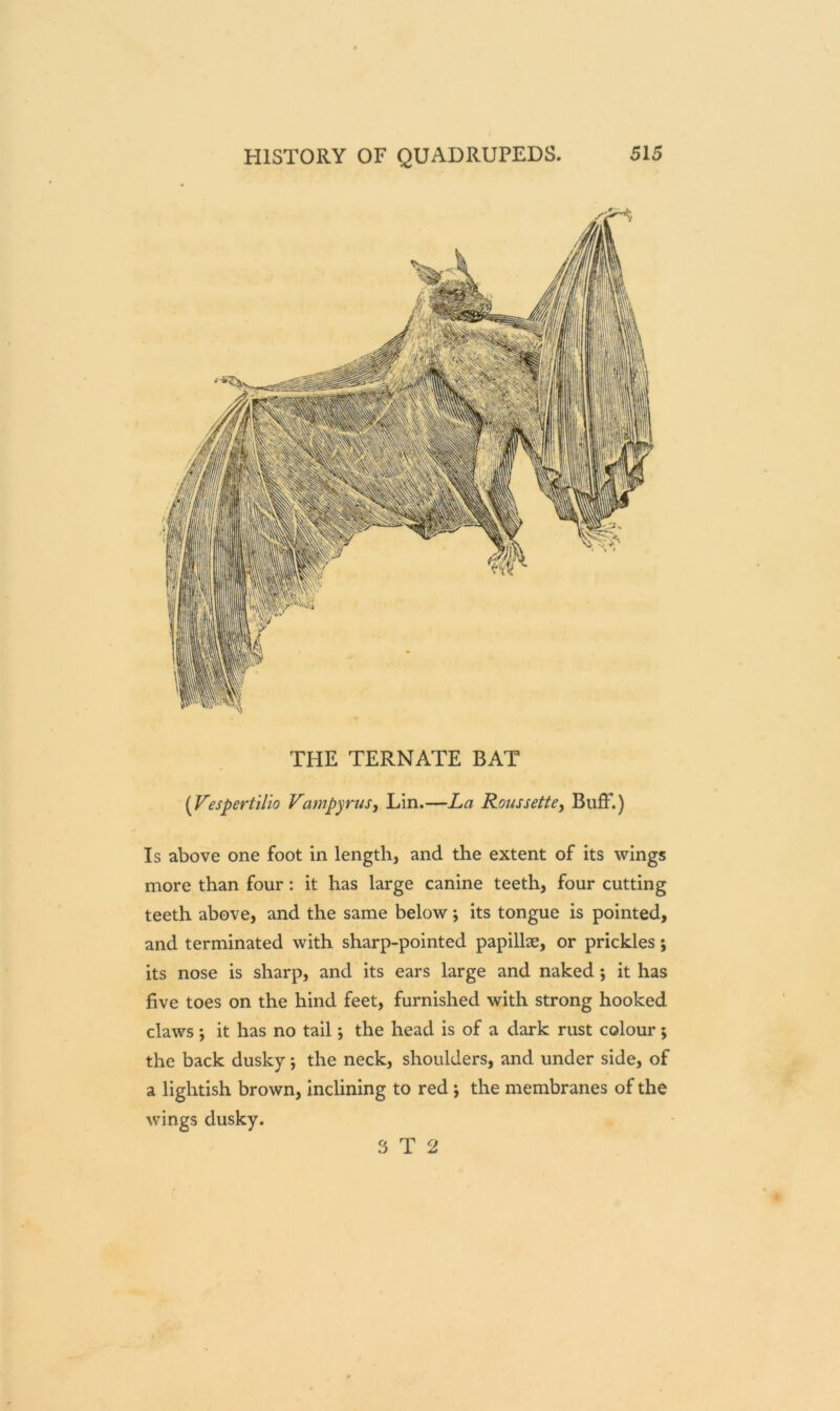 THE TERNATE BAT (Vespertilio Vampyrus, Lin.—La Roussette, Buff*.) Is above one foot in length, and the extent of its wings more than four : it has large canine teeth, four cutting teeth above, and the same below *, its tongue is pointed, and terminated with sharp-pointed papillae, or prickles; its nose is sharp, and its ears large and naked ; it has five toes on the hind feet, furnished with strong hooked claws; it has no tail; the head is of a dark rust colour; the back dusky; the neck, shoulders, and under side, of a lightish brown, inclining to red j the membranes of the wings dusky. 3 T 2