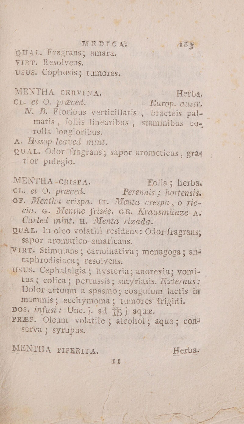 MEDICA « R65 QUAL. Fragrans; amara. | VIRT. Resolvens. UsUS. Cophosis; tumores. MENTHA CERVINA. Herba, CL. et O. praeced. 00 + Europ. austr, N. B. Floribus verticillatis , bracteis pal- matis, foliis linearibus , staminibus cos rolla longioribus. A. Hissop-leaved mint. QUAL. Odor fragrans; sapor arometicus, gra tior pulegio. MENTHA -CRISPA. Folia; herba, CL. et O. praeced. Perennis ; hortensis. Or. Mentha crispa. rr. Menta crespa, o ric- cia. G. Menthe frisée. GE. Krausmünze A. Curled mint. n. Menta rizada. *. QUAL. In oleo volatili residens: Odor fragrans; sapor aromatico- amaricans. VIRT. Stimulans; carminativa menagosa; alle taphrodisiaca; ‘la « jUSUS. Cephalalgia ; hysteria; anorexia; vomi- tus ; colica; pertussis; satyriasis. Exter nus: Dolor artuum a spasmo; coagulum lactis ig mammis; ecchymoma ; tumores frigidi. pos. infusi : Unc.j. ad 15b j aquz. JPREP. Oleum volatile ; alcohol; aqua; cort- 4 Serva ; syrupus. # MENTHA PIPERITA. | Herba. UM \ 1 m b] * mew y i