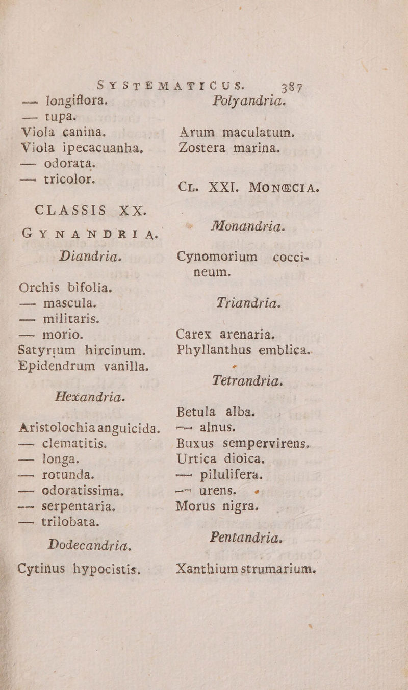 — jongiflora. — tupa. Viola canina. Viola ipecacuanha, — odorata. — tricolor. CLASSIS XX. Diandria. Orchis bifolia. — mascula. — militaris. — morio. Satyrium hircinum. Epidendrum vanilla. Hexandria. — clematitis. — longa. — rotunda. — odoratissima. —— serpentaria. — trilobata. Dodecandria. Cytinus hypocistis. Polyandria. Arum maculatum. Zostera marina. CL. XXI. MONGCIA. Monandria. Cynomorium neum. COCCI- Triandria. Carex arenaria. Phyllanthus emblica.. La Tetrandria. Betula alba. —— alnus. Buxus sempervirens. Urtica dioica. — pilulifera. —7 urens. e Morus nigra. Pentandria. Xanthium strumarium.