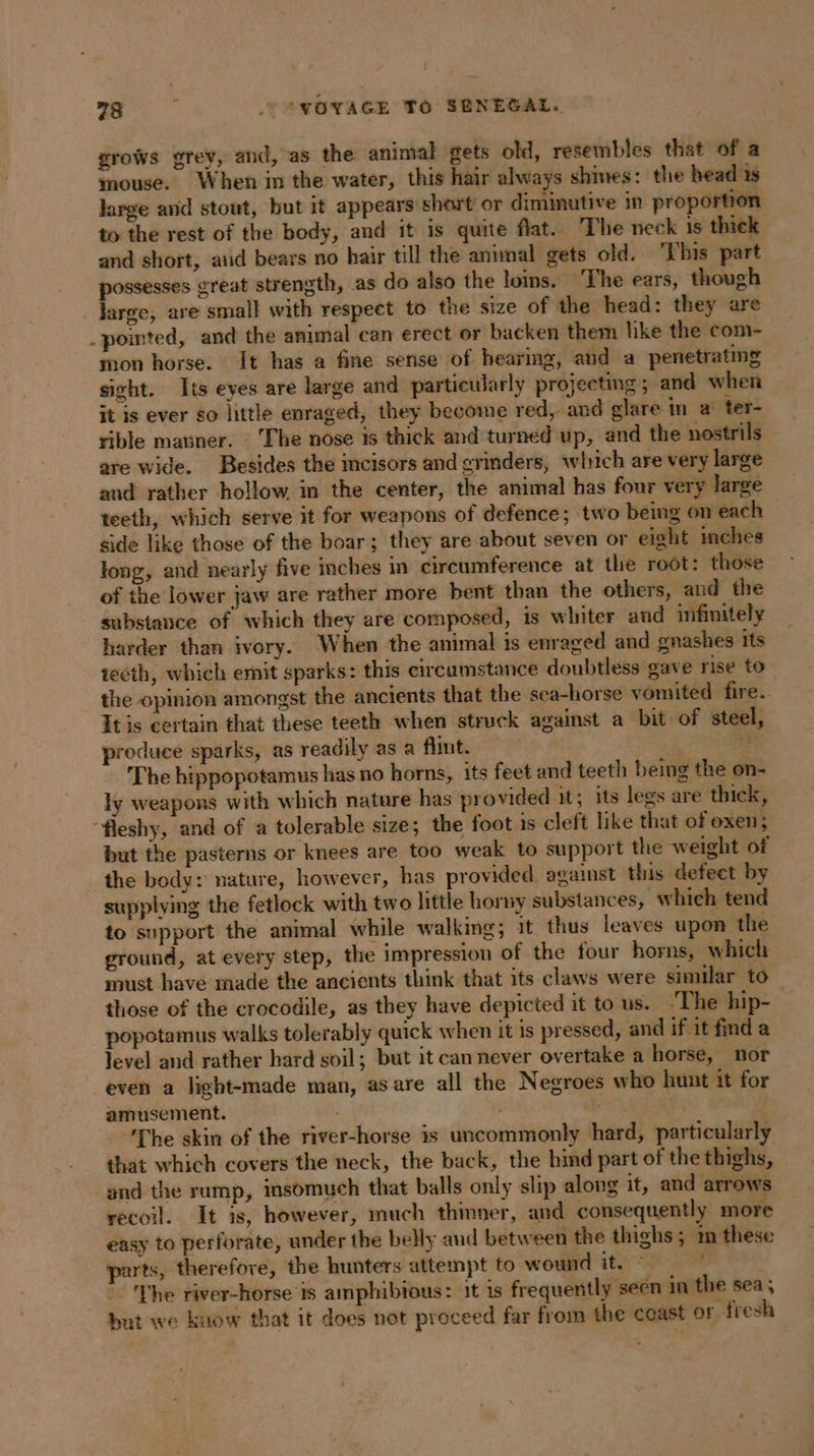 grows grey, and, as the animal gets old, resembles that of a mouse. When in the water, this hair always shines: the head is large and stout, but it appears shart or diminutive in proportion to the rest of the body, and it is quite flat. The neck is thick and short, atid bears no hair till the animal gets old. ‘’his part possesses great strength, as do also the loins. The ears, though large, are small with respeet to the size of the head: they are . pointed, and the animal can erect or backen them like the com- mon horse. It has a fine sense of bearing, and a penetrating sight. Its eyes are large and particularly projecting ; and when it is ever so little enraged, they become red, and glare in à ter- rible manner. The nose is thick and turned up, and the nostrils are wide. Besides the incisors and grinders, which are very large and rather hollow, in the center, the animal has four very large teeth, which serve it for weapons of defence; two being on each side like those of the boar; they are about seven or eight inches long, and nearly five inches in circumference at the root: those of the lower jaw are rather more bent than the others, and the substance of which they are composed, is whiter and infinitely harder than ivory. When the animal is enraged and gnashes its teéth, which emit sparks: this circumstance doubtless gave rise to the opinion amongst the ancients that the sea-horse vomited fire.. It is certain that these teeth when struck against a bit of steel, produce sparks, as readily as a flint. i The hippopotamus has no horns, its feet and teeth being the on- ly weapons with which nature has provided it; its legs are thick, “fleshy, and of a tolerable size; the foot is cleft like that of oxen; but the pasterns or knees are too weak to support the weight of the body: nature, however, has provided. agaist this defect by supplying the fetlock with two little horny substances, which tend to support the animal while walking; it thus leaves upon the ground, at every step, the impression of the four horns, which must have made the ancients think that its claws were similar to those of the crocodile, as they have depicted it to us. ‘The hip- popotamus walks tolerably quick when it is pressed, and if it find a level and rather hard soil; but it can never overtake a horse, nor even a light-made man, asare all the Negroes who hunt it for amusement. iy | “The skin of the river-horse is uncommonly hard, particularly that which covers the neck, the back, the hind part of the thighs, and the rump, insomuch that balls only slip along it, and arrows recoil. It is, however, much thinner, and consequently more easy to perforate, under the belly and between the thighs ; m these parts, therefore, the hunters attempt to wound it. + ‘The river-horse is amphibious: it 1s frequently seen in the sea; but we know that it does not proceed far from the coast or fres