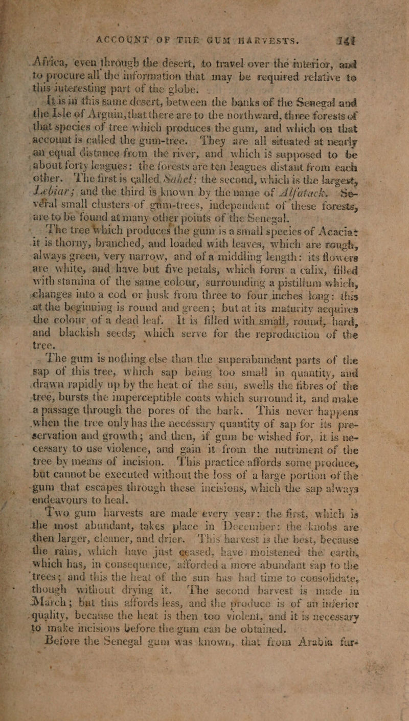 bee &gt;, Sy : . “à » Le * : ‘ 4 : , . &gt; dd: ACCOUNT OF THE GUM HARVESTS. : LEE to procure all the information that may be required relative to this juteresting part of the globe. | | Abas ia this same desert, between the banks of the Senegal and - the dsle of Arguin, that there are to the northward, three forests of ” _ that species of tree which produces the gum, and which on that .accouat is called the gum-tree. They are all situated at nearly Jan equal distance from the river, and which is supposed to be … , about forty leagues: the forests are ten leagues distant from each _ vétal small clusters-of gm-trees, independent of these forests, — | sare to be found at many other poiuts of the Senegal. : ec The tree Which produces the gum is a small species of Acacia it is thorny, branched, and loaded with leaves, which are rough, always green, very narrow, and of a middling length: its flowers with stamina of the same colour, surrounding a pistillum which, changes into a cod or husk from three to four inches long: this atthe beginning is round and green; but at its maturity acquires D OU UE eh .. and blackish seeds; which serve for the reproduction of the ‘tree. SNS cae _. The gum is nothing else than the superabundant parts of the sap of this tree, which sap being too small in quantity, and drawn rapidly up by the heat of the sun, swells the fibres of the tree, bursts the imperceptible coats which surround it, and make a passage through the pores of the bark. ‘This never ‘happens ‘when the tree only has the necéssary quantity of sap for its pre- _ - servation and growth; and then, if guim be wished for, it is ne- &gt; ‘ cessary to use violence, and gain it from the nutriment of the tree by means of incision. This practice affords some produce, ‘4 gum that escapes through these incisiens, which the sap always ; ie jo So to heal. i | f M + Ewo gum harvests are made every vear: the first, which is the most abundant, takes place in December: the knobs are ~ then larger, cleaner, and drier. ‘This’ harvest is the best, because the rains, which have just eeased, have: moistened’ the’ earth, - which has, in consequence, afforded a more abundant sap to the though without drymg it. The second harvest is made in s /  A . 7 ‘ « “o . March; but tis affords less, and the produce is of am inferior -quality, because the heat is then too violent, and it is necessary $0 make incisions before the gum can be obtained. - Before the Senegal gum was known, that from Arabia fur: ie