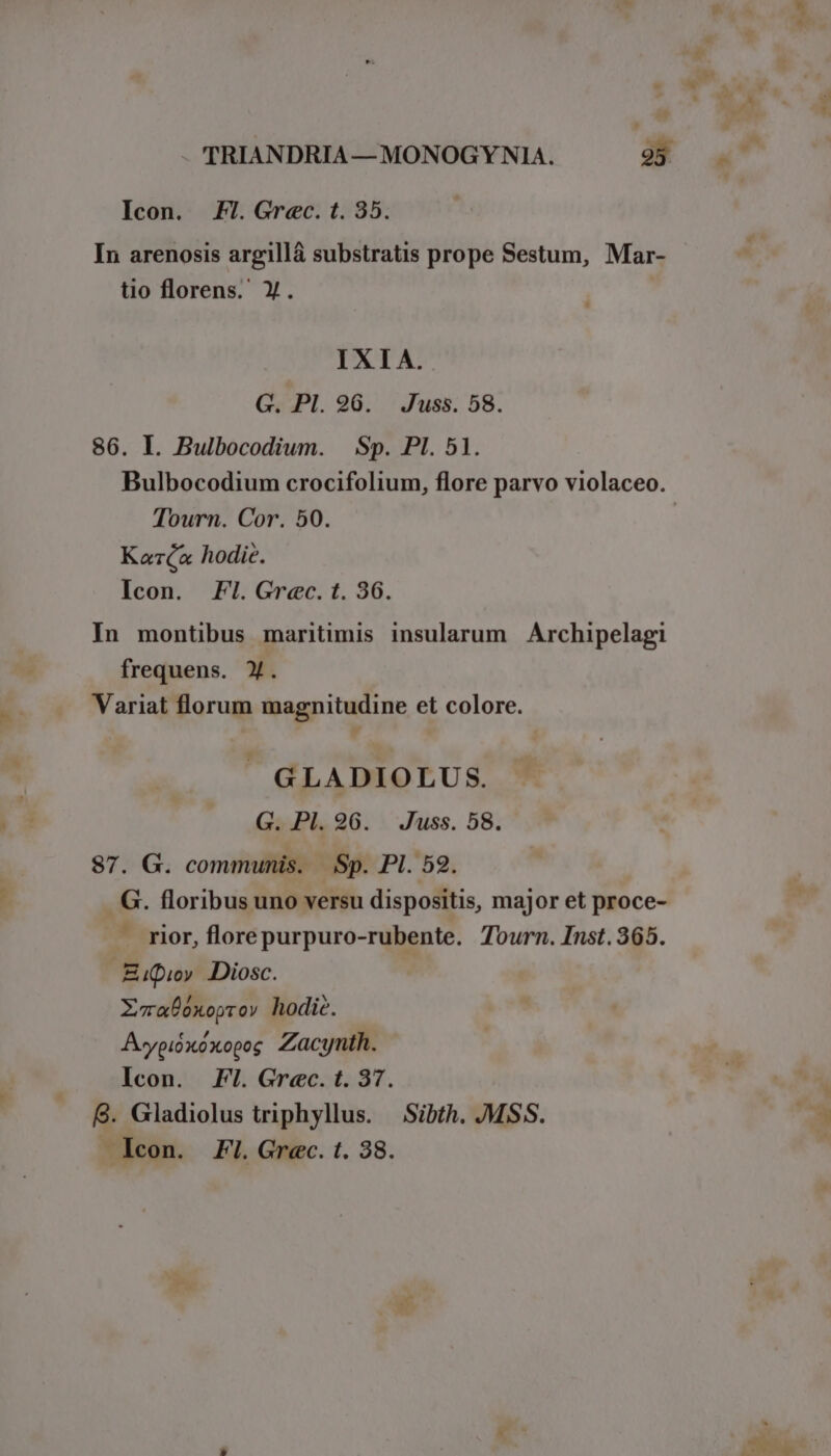 In arenosis argillà substratis prope Sestum, Mar- tio florens. Y. IXIA. G. PI. 96. Juss. 58. 86. I. Bulbocodium. | Sp. PI. 51. Bulbocodium crocifolium, flore parvo violaceo. Tourn. Cor. 50. | Kara hodie. Icon. Fl.Greec.t. 36. In montibus maritimis insularum Archipelagi frequens. y. Variat florum magnitudine et colore. GLADIOLUS. G. Pl. 96. ^ Juss. 58. 87. G. communis. Sp. PI. 52. G. floribus uno versu dispositis, major et proce- . rior, florepurpuro-rubente. Tourn. Inst.365. ZEipioy Diosc. XwmaÜoxoproy hodic. Avpióxóxopeg Zacynth. Icon. Fl. Grec. t. 37. lcon. FI. Grec. t. 38. LN