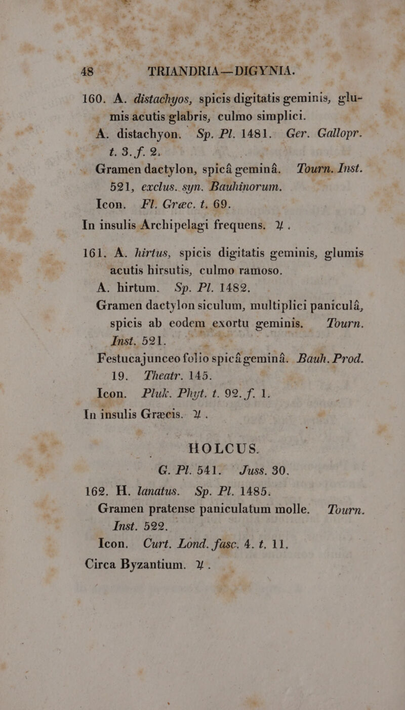 160. sli distachyos, spicis digitatis geminis, glu- . misacutis glabris, culmo simplici. .ÁÀ. distachyon. Sp. Pl. 1481. Ger. Gallopr. t. 9. f. 9. | . Gramen dactylon, spicá geminá. — Tourn. Inst. 591, exclus. syn. Bauhinorum. Icon. Fl. Grec. t. 69. In insulis Archipelagi frequens. Y. 161. A. hirtus, spicis digitatis geminis, glumis acutis hirsutis, culmo ranioso. À. hirtum. Sp. PI. 1482. Gramen dactylon siculum, multiplici paniculá, spicis ab eodem. gxortu geminis, — Tourn. Inst. 5921. d F estucajunceo folio spicágeminá. Bauh. Prod. /:19. ZTheatr. 145. Icon. JPluk. Phyt. t. 99. f. 1. In insulis Grecis. Y. HOLCUS. G. Pl. 541. ^ Juss. 30. 169. H. Janatus. Sp. Pl. 1485. Gramen pratense paniculatum molle. — Tourn. Inst. 592. Icon. Curt. Lond. fasc. 4. t. 11. Circa Byzantium. Y.