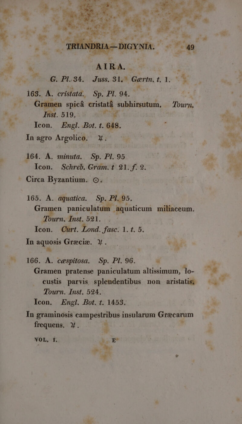 AMI CES * à —- g OAIRA. i 163. A. crislatá, Sp. PI. 94. T Gramen spicá cristatà subhirsutum, — 7oury, Hist. 519, E Icon. Engl. Bot. t. 648. Tic 26 In agro Argolico. X. f EÀ Icon. Schreb. Gram.t 21. f. 2. ourn. Inst. 591. Icon. Curt. Lond. fasc. 1. t. 5. In E Grecis. Y). -— éd ps Panicujic di aquaticum miliaceum. 166. A. cespitosa. Sp. Pl. 96. « Gramen pratense paniculatum altissimum, 1o- custis parvis splendentibus non aristatis; Tourn. Inst. 594. Icon. / Engl. Bot. t. 1453. In graminosis campestribus insularum Graecarum frequens, Y. | d  VOL, f. às E' EL