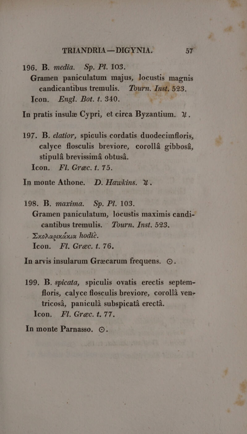 196. B. media. Sp. PI. 108. Gramen paniculatum majus, locustis magnis candicantibus tremulis. Tourn. Inst. 523. Icon. Engl. Bot. t. 340. ! In pratis insulz Cypri, et circa Byzantium. y. 197. B. elatior, spiculis cordatis duodecimfloris, calyce flosculis breviore, corollà gibbosá, stipulá brevissimá obtusà. Icon. FL Grec. t. T5. In monte Athone. D. Hawkins. X. 198. B. maxima. Sp. Pl. 103. Gramen paniculatum, locustis maximis candi- cantibus tremulis. ^ Tourn. Inst. 523. . Exo^apixexix hodic. Icon. FI. Grec. t. 76. In arvis insularum Graecarum frequens. CO. 199. B. spicata, spiculis ovatis erectis septem- floris, calyce flosculis breviore, corollà ven- tricosà, paniculà subspicatà erecta. Icon. Fl. Grec. t. 77. In monte Parnasso. O.