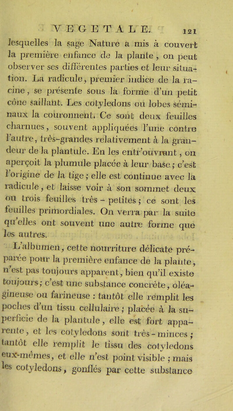 lesquelles la sage Nature a mis à couvert la première enfance de la plante , on peut observer ses differentes parties et leur situa- tion. La radicule, premier indicé de la ra- cine, se présente sous la forme d’un petit cône saillant. Les cotylédons ou lobes sémi- naux la couronnent. Ce sont deux feuilles charnues, souvent appliquées Tune contre l’autre, très-grandes relativement à la gran- deur de la plantule. En les entr’ouvrant, on aperçoit la plumule placée à leur base; c’est 1 origine de la tige ; elle est continue avec la radicule, et laisse voir à son sommet deux ou trois feuilles très - petites ; ce sont les feuilles primordiales. On verra par la suite qu elles ont souvent une autre forme que les autres. L’albumen, cette nourriture délicate pré- parée pour la première enfance de la plante, n est pas toujours apparent, bien qu’il existe toujours; c'est une substance concrète, oléa- gineuse ou farineuse : tantôt elle remplit les poches d’1111 tissu cellulaire ; placée à. la su- perficie de la plantule, elle est fort appa- rente, et les cotylédons sont très-minces; tantôt elle remplit Je tissu des cotylédons eux-mêmes, et elle n’est point visible ; mais les cotylédons, gonllés par cette substance