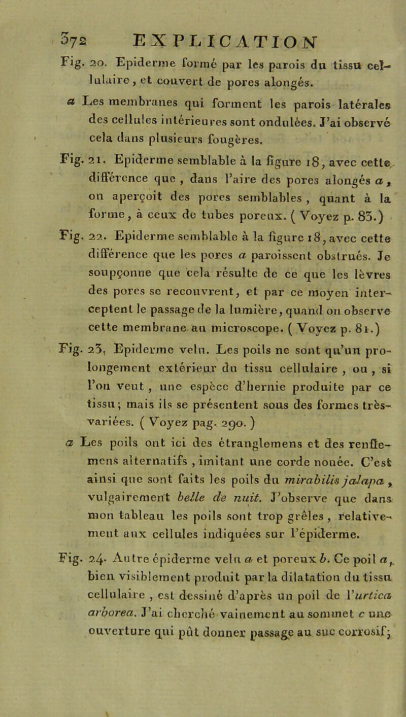 Fig. 20. Epiderme formé par les parois du tissu cel- lulaire, et couvert de pores alongés. a Les membranes qui forment les parois latérales des cellules intérieures sont ondulées. J’ai observé cela dans plusieurs fougères. Fig. 21, Epiderme semblable à la ligure 18, avec cette différence que , dans l’aire des porcs alongés a , on aperçoit des pores semblables , quant à la forme, à ceux de tubes poreux. ( Voyez p. 85.) Fig. 22. Epiderme semblable à la ligure 18, avec cette différence que les pores a paroissent obstrués. Je soupçonne que cela résulte de ce que les lèvres des pores se recouvrent, et par ce moyen inter- ceptent le passage de la lumière, quand on observe cette membrane au microscope. ( Voyez p. 8i.) Fig. 25, Epiderme velu. Les poils ne sont qu’un pro- longement extérieur du tissu cellulaire , ou , si l’on veut , une espèce d’hernie produite par ce tissu; mais ils se présentent sous des formes très- variées. ( Voyez pag. 290. ) a Les poils ont ici des étranglemens et des renfte- mens alternatifs , imitant une corde nouée. C’est ainsi que sont faits les poils du mirabilis jaJapa , vulgairement belle de nuit. J’observe que dans mon tableau les poils sont trop grêles , relative- ment aux cellules indiquées sur l’épiderme. Fig. 24. Autre épiderme velu a et poreux b. Ce poil ar bien visiblement produit par la dilatation du tissu cellulaire , est dessiné d’après un poil de Y urtica. arborea. J’ai cherché vainement au sommet c une ouverture qui put donner passage au suc corrosif-