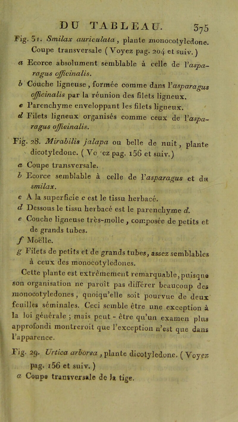 Fig. o f. Smilax auriculata , plante monocotyledone Coupe transversale (Voyez pag. 204 et suiv. ) a Ecorce absolument semblable à celle de Vaspa- ragus afficinalis. b Couche ligneuse , formée comme clans Yasparagus ojfîcinalis par la réunion des filets ligneux. « Parenchyme enveloppant les filets ligneux. d Filets ligneux organisés comme ceux de Yaspa- ragus ojjicinalis. Fig. 28. Mirabilis jalapa ou belle de nuit, plante dicotyledone. ( Vo ez pag. i56 et suiv.) a Coupe transversale. b Ecorce semblable a celle de Y asparagus et du smilax. e A la superficie c est le tissu herbacé. d Dessous le tissu herbacé est le parenchyme d. e Couche ligneuse très-molle , composée de petits et de grands tuhes. f Moelle. g I1 ilets de petits et de grands tubes, assez semblables à ceux des monocotyledones. Cette plante est extrêmement remarquable, puisque son organisation ne paroît pas différer beaucoup des monocotyledones, quoiqu’elle soit pourvue de deux feuilles séminales. Ceci semble être une exception à la loi générale ; mais peut - être qu’un examen plus approfondi montreroit que l’exception n’est que dans l’apparence. Fig. 29. Urtica arborea , plante dicotyledone. ( Voyez pag. i56 et suiv. ) a Coupe transversale de la tige,