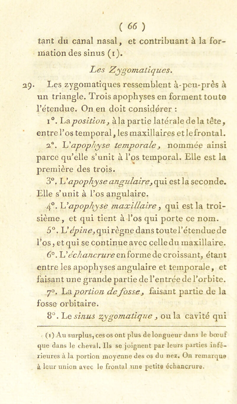 tant du canal nasal, et contribuant à la for- mation des sinus (r). Les Zygomatiques. 29- Les zygomatiques ressemblent à-peu-près à un triangle. Trois apophyses en forment toute l’étendue. On en doit considérer : I °. La position3 à la partie latérale de la tête, entre l’os temporal, les maxillaires et lefrontal. 2. L'apophyse temporale, nommée ainsi parce qu’elle s’unit à l’os temporal. Elle est la première des trois. 3°. IL apophyse angulairefCyxx est la seconde. Elle s’unit à l’os angulaire. 4°. apophyse maxillaire ^ qui est la troi- sième, et qui tient à l’os qui porte ce nom. 5°. \lépine, qui règne dans toutel’étendue de l’os J et qui se continue avec çelledu maxillaire. 6°. U échancrure enîormeàe cxoïssdLnt, étant entre les apophyses angulaire et temporale, et faisant une grande partie de l’entrée de l’orbite. 70. La portion defosse, faisant partie de la fosse orbitaire. 8°. Le sinus zygomatique , ou la cavité qui (i) Au surplus, ces os ont plus de longueur dans le boeuf que dans le cheval. Ils se joignent par leurs parties infé- rieures à la portion moyenne des os du nez. On remarque à leur union avec le frontal une petite échancrure.