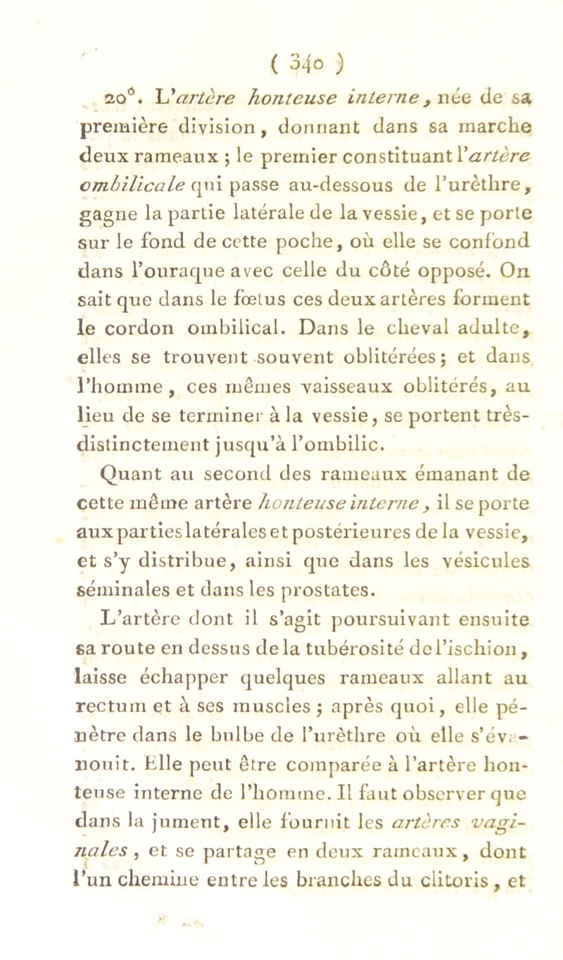 ao*. Uartère honteuse interne j née de sa preiraière division, donnant dans sa marche deux rameaux ; le premier constituant ombilicale au-dessous de Turèthre, gagne la partie latérale de la vessie, et se porte sur le fond de cette poche, où elle se confond dans l’ouraque avec celle du côté opposé. On sait que dans le fœtus ces deux artères forment le cordon ombilical. Dans le cheval adulte, elles se trouvent souvent oblitérées; et dans l’homme, ces mêmes vaisseaux oblitérés, au lieu de se terminer à la vessie, se portent très- distinctement jusqu’à l’ombilic. Quant au second des rameaux émanant de cette même artère honteuse interne , il se porte auxpartieslatéraleset postérieures de la vessie, et s’y distribue, ainsi que dans les vésicules séminales et dans les prostates. L’artère dont il s’agit poursuivant ensuite sa route en dessus delà tubérosité de l’ischion, laisse échapper quelques rameaux allant au rectum et à ses muscles ; après quoi, elle pé- nètre dans le bulbe de l’urèthre où elle s’év. - nouit. Elle peut être comparée à l’artère hon- teuse interne de l’homme. Il faut observer que dans la jument, elle fournit les artères 'vagi- nales , et se partage en deux rameaux, dont l*un chemine entre les branches du clitoris , et