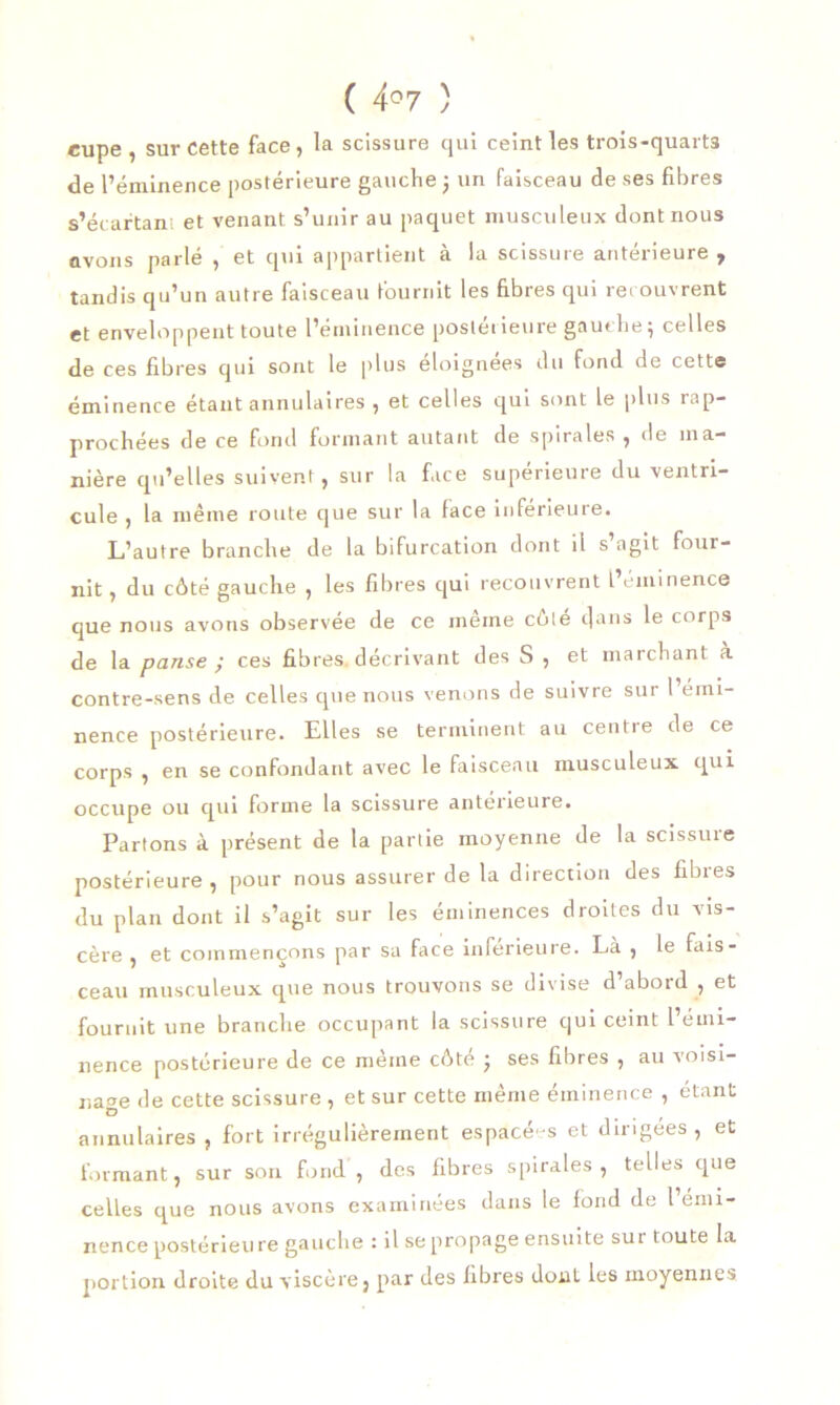 ( 4°7 ) cupe , sur cette face, la scissure qui ceint les trois-quarts de l’éminence postérieure gauche ; un faisceau de ses fibres s’écartani et venant s’unir au paquet musculeux dont nous avons parlé , et qui appartient à la scissure antérieure , tandis qu’un autre faisceau fournit les fibres qui recouvrent et enveloppent toute l’éminence postérieure gauche; celles de ces fibres qui sont le plus éloignées du fond de cette éminence étant annulaires , et celles qui sont le plus rap- prochées de ce fond formant autant de spirales, de ma- nière qu’elles suivent, sur la face supérieure du ventri- cule , la même route cjue sur la face inferieure. L’autre branche de la bifurcation dont il s agit four- nit , du côté gauche , les fibres qui recouvrent l’éminence que nous avons observée de ce même côté dans le corps de la panse ; ces fibres décrivant des S , et marchant à contre-sens de celles que nous venons de suivre sur l’émi- nence postérieure. Elles se terminent au centre de ce corps , en se confondant avec le faisceau musculeux qui occupe ou qui forme la scissure antérieure. Partons à présent de la partie moyenne de la scissuie postérieure, pour nous assurer de la direction des fibres du plan dont il s’agit sur les éminences droites du vis- cère , et commençons par sa face inferieure. La , le fais- ceau musculeux que nous trouvons se divise d’abord , et fournit une branche occupant la scissure qui ceint 1 émi- nence postérieure de ce même côté ; ses fibres , au voisi- nage de cette scissure , et sur cette même éminence , étant D annulaires , fort irrégulièrement espacé-s et dirigées, et formant, sur son fond, des fibres spirales , telles que celles que nous avons examinées dans le fond de l’émi- nence postérieure gauche : il se propage ensuite sur toute la portion droite du viscère, par des libres dont les moyennes