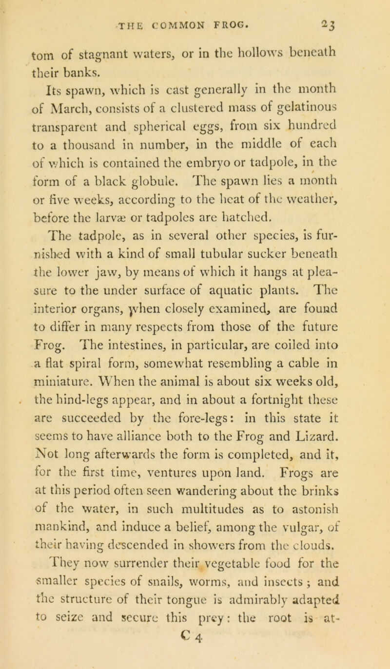tom of stagnant waters, or in the hollows beneath their banks. Its spawn, which is cast generally in the month of March, consists of a clustered mass of gelatinous transparent and spherical eggs, from six hundred to a thousand in number, in the middle of each of which is contained the embryo or tadpole, in the form of a black globule. The spawn lies a month or live weeks, according to the heat of tlic weather, before the larvai or tadpoles are hatched. The tadpole, as in several other species, is fur- nished with a kind of small tubular sucker beneath the lower jaw, by means of which it hangs at plea- sure to the under surface of aquatic plants. The interior organs, )vhen closely examined, are found to differ in many respects from those of the future Frog. The intestines, in particular, are coiled into a flat spiral form, somewhat resembling a cable in miniature. When the animal is about six weeks old, the hind-legs appear, and in about a fortnight these are succeeded by the fore-legs: in this state it seems to have alliance both to the Frog and Lizard. Not long afterwards the form is completed, and it, for the first time, ventures upon land. Frogs are at this period often seen wandering about the brinks of the water, in such multitudes as to astonish mankind, and induce a belief, among the vulgar, of their having descended in showers from the clouds. They now surrender their, vegetable food for the smaller species of snails, worms, and insects ; and the structure of their tongue is admirably adapted to seize and secure this prey: the root is at- C4