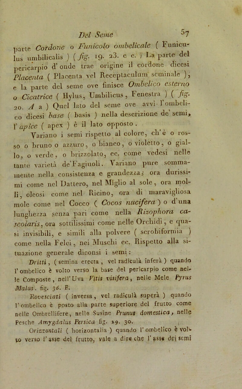 parLe Cordone o Funicolo ombelicale ( Funicu- lus umbilicalis ) {fig. 19* a3* c c* \ La ParLC del pericarpio d’onde trac origine il cordone diccsi Placenta ( Placenta vel Receptaculum seminale ), e la parte del seme ove finisce Ombelico esterno o Cicatrice ( Hylus, Uinbilicus , Fenestra ) ( fig. 20. A a ) Quel lato del sente ove avvi l’ombeli- co dicesi base ( basis ) nella descrizione de’ semi, l'apice ( apex ) è il lato opposto. Variano i semi rispetto al colore, eh*è o ros- so o bruno o azzuro, o bianco, d violetto, o gial- lo, o verde, o brizzolato, ec, come vedesi nelle tante, varietà de’Fagiuoli. Variano pure somma- mente nella consistenza e grandezza,* ora durissi- mi come nel Dattero, nel Miglio al sole, ora mol- li, oleosi come nel Fucino, ora di maravigliosa mole come nel Cocco ( Cocos nucifiera ) o d una lunghezza senza pari come nella Rizophora ca- seolaris, ora sottilissimi come nelle Orchidi, e qua- si invisibili, e simili alla polvere ( scrobiformia ) come nella Felci, nei Muschi ec, Rispetto alla si- tuazione generale dioonsi i semi ; Dritti, ( semina erecta , vel radiculà infera ) quando l’ombelico è volto verso la base del pericarpio come nel- le Composte, nell’Uva Vitis visifera, nelle Mele Fyrus Malus. fig. 36. F. Rovesciati ( inversa , vel radiculà supera ) quando l’ombelico è posto alla parte superiore del frutto come nelle Ombrellifere, nelle Susine Prunus domestica, nelle Pesche Amygd.alus Persica fig. 19. 30. Orizzontali ( horizontalia ) quando 1’ ombelico e vol^> io verso l’asse del frutto, vale a dire che l’asse dei senti ì