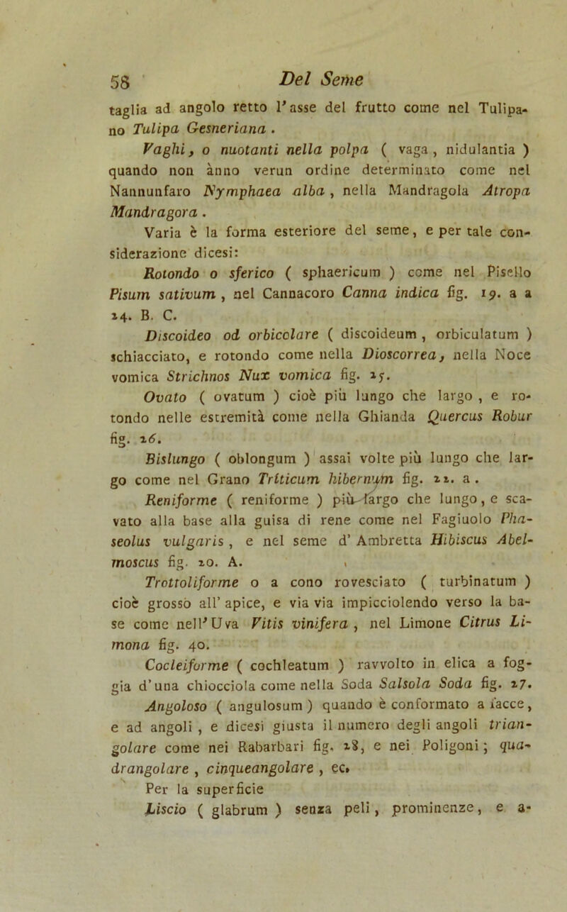 taglia ad angolo retto l’asse del frutto come nel Tulipa- no Tulipa Gesneriana . Vaghi, o nuotanti nella polpa ( vaga, nidulantia ) quando non anno verun ordine determinato come nel Nannunfaro Nymphaea alba, nella Mandragola Atropa Mandragora . Varia è la forma esteriore del seme, e per tale con- siderazione dicesi: Rotondo o sferico ( sphaericum ) come nel Pisello Pisum sativum , nel Cannacoro Canna indica fig. 19. a a 14. B. C. Discoideo od orbicolare ( discoideum , orbiculatum ) schiacciato, e rotondo come nella Dioscorrea , nella Noce vomica Strichnos Nux vomica fìg. »y. Ovato ( ovatum ) cioè più lungo che largo , e ro- tondo nelle estremità come nella Ghianda Quercus Robur fig. 16. Bislungo ( oblongum ) assai volte più lungo che lar- go come nel Grano Trlticum hibern'fm fig. n. a. Reniforme ( reniforme ) più-largo che lungo, e sca- vato alla base alla guisa di rene come nel Fagiuolo Pha- seolus vulgaris , e nel seme d’ Ambretta Hibiscus Abel- moscus fig. io. A. . Trottoliforme o a cono rovesciato ( turbinatum ) cioè grosso all’ apice, e via via impicciolendo verso la ba- se come nell’Uva Vitìs vinifera , nel Limone Citrus Li- mona fig. 40. Cocleifurme ( cochleatum ) ravvolto in elica a fog- gia d’una chiocciola come nella Soda Salsola Soda fig. ^7• Angoloso ( angulosum) quando è conformato aiacce, e ad angoli , e dicesi giusta il numero degli angoli trian- golare come nei Rabarbari fig. 1$, e nei Poligoni; qua- drangolare , cinqueangolare , ec. Per la superficie Liscio ( glabrum ) senza peli, prominenze, e a-