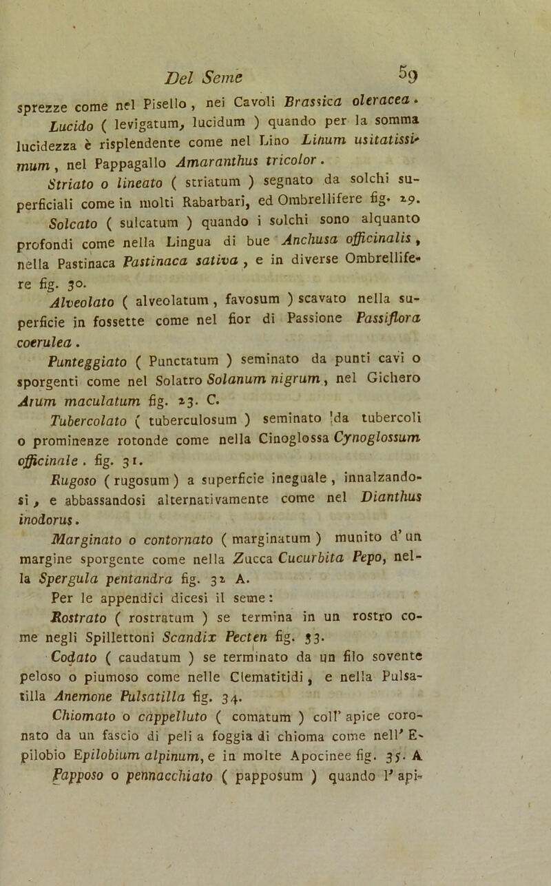 sprezze come nel Pisello , nei Cavoli Brassica oleracea. Lucido ( levigatimi, lucidum ) quando per la somma lucidezza è risplendente come nel Lino Linum usitatissi* mum, nel Pappagallo Amaranthus tricolor. Striato o lineato ( striatum ) segnato da solchi su- perficiali come in molti Rabarbari, ed Ombrellifere fig* 19. Solcato ( sulcatum ) quando i solchi sono alquanto profondi come nella Lingua di bue Anchusa officinalis , nella Pastinaca Pastinaca saliva , e in diverse Ombrellife- re fig. 30. Alveolato ( alveolatum , favosum ) scavato nella su- perficie in fossette come nel fior di Passione Passifloi a coerulea. Punteggiato ( Punctatum ) seminato da punti cavi o sporgenti come nel Solatro Solanum nigrum, nel Gichero Arum maculatum fig. 13. C. Tubercolato ( tuberculosum ) seminato !da tubercoli o prominenze rotonde come nella Cinoglossa Cynoglossum officinale, fig. 31. Rugoso ( rugosum ) a superficie ineguale , innalzando- si , e abbassandosi alternativamente come nel Dianthus inodorus. Marginato o contornato ( marginatum ) munito d’ un margine sporgente come nella Zucca Cucurbita Pepo, nel- la Spergula pentandra fig. 31 A. Per le appendici dicesi il seme : Rostrato ( rostratum ) se termina in un rostro co- me negli Spillettoni Scandix Pecten fig. 33. Codato ( caudatum ) se terminato da un filo sovente peloso o piumoso come nelle Clematitidi, e nella Pulsa- tilla Anemone Pulsatilla fig. 34. Chiomato o cappelluto ( comatum ) coll’ apice coro- nato da un fascio di peli a foggia di chioma come nell'E- pilobio Epilobium alpinum, e in molte Apocinee fig. 351. A Papposo 0 pennacchiato ( papposum ) quando 1' api-