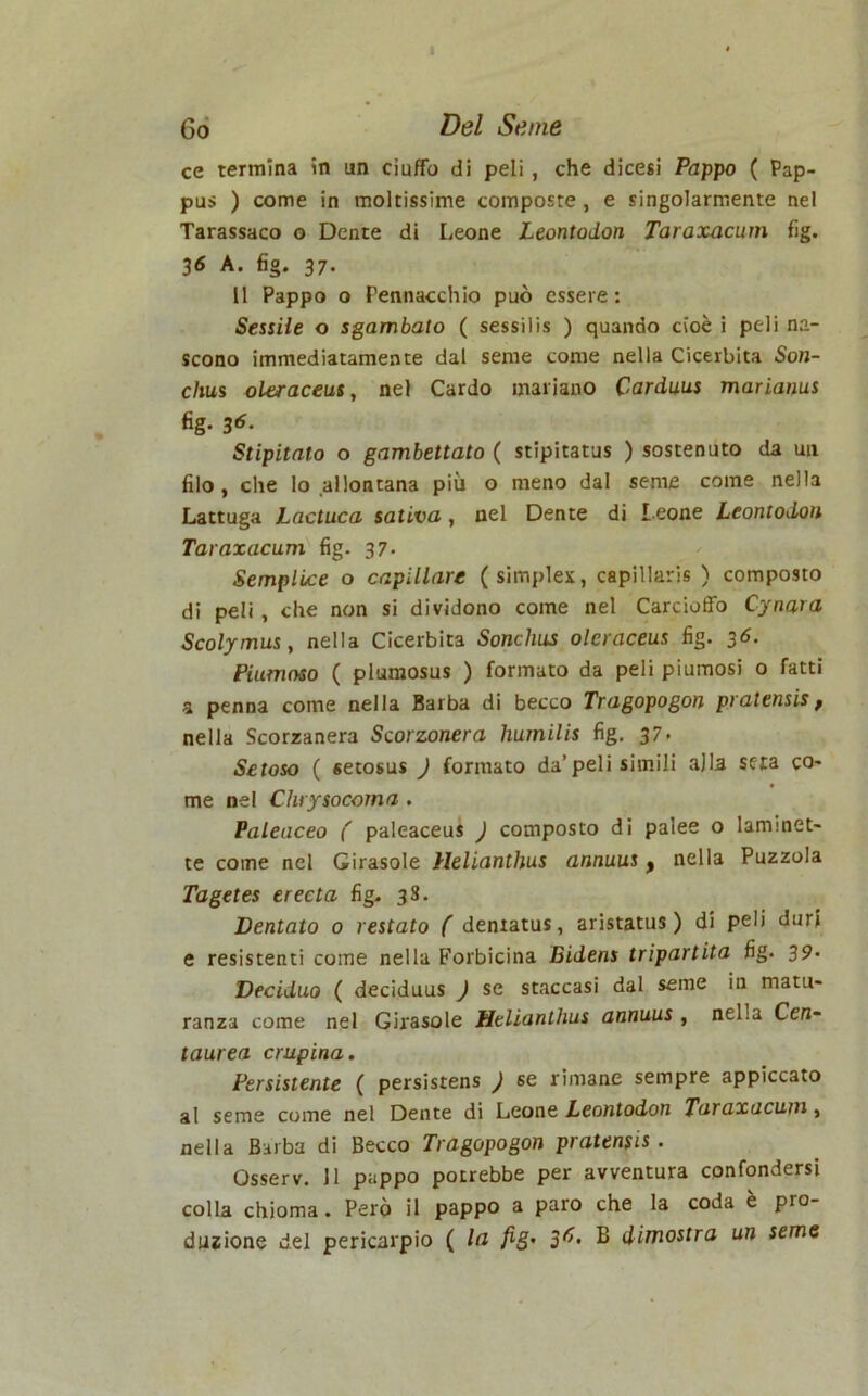 ce termina in un ciuffo di peli , che dicesi Pappo ( Pap- pus ) come in moltissime composte , e singolarmente nel Tarassaco o Dente di Leone Leontodon Taraxacum fig. 36 A. fig. 37. Il Pappo o Pennacchio può essere : Sessile o sgambato ( sessi 1 is ) quando cioè i peli na- scono immediatamente dal seme come nella Cicerbita Son- clius oleraceus, nel Cardo mariano Carduus marianus fig- 36- Stipitato o gambettato ( stipitatus ) sostenuto da un filo , che lo allontana più o meno dal seme come nella Lattuga Lactuca satlva, nel Dente di l eone Leontodon Taraxacum fig. 37- Semplice o capillare (simplex, capillari ) composto di peli , che non si dividono come nel Carcioffo Cynara Scolymus, nella Cicerbita Sonchus olcraceus fig. 36. Piumoso ( pluraosus ) formato da peli piumosi 0 fatti a penna come nella Barba di becco Tragopogon pralensis , nella Scorzanera Scorzonera liumilis fig. 37. Setoso ( «etosus ) formato da’peli simili alla seta co- me ne! Chrysocoma . Paleaceo ( paleaceus ) composto di palee o lammet- te come nel Girasole Helianthus annuus, nella Puzzola Tagetes erecta fig. 38. Dentato 0 restato ( denxatus, aristatus ) di peli duri e resistenti come nella Forbicina Bidens tripartita fig. 39- Deciduo ( deciduus ) se staccasi dal seme in matu- ranza come nel Girasole Helianthus annuus , neLa Cen- taurea crupina. Persistente ( persistens ) se rimane sempre appiccato al seme come nel Dente di Leone Leontodon Taraxacum, nella Barba di Becco Tragopogon pratensi . Osserv. J1 pappo potrebbe per avventura confondersi colla chioma. Però il pappo a paro che la coda è pro- duzione del pericarpio ( la fig• 3^- B dimostra un seme