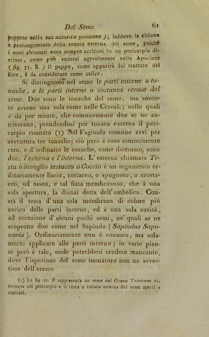 6t pappato nella sua naturale posizione ) ; laddove la chioma è prolungamento della tonaca esterna del seme , poiché i semi chiomati sono sempre acchiusi in un pericarpio di- stinto , come pc*ò vedersi agevolmente nelle Apocinee ( fig. 3*. B. ) Il pappo, come apparirà dal trattato del fiore, è da considerare come calice. Si distinguono nel seme le parti esterne o to- nache, e le parti interne o sostanza verace dei. seme. Due sono le tonache del seme, ma soven- te avvene una sola come nelle Cereali ; nelle quali è da por mente, che comunemente due se ne an- noverano, prendendosi per tonaca esterna il peri- carpio connato (t) Nel Fagiuolo comune avvi per avventura tre tonache; ciò però è caso sommamente raro, e d’ordinario le tonache, come dicemmo, sono due, /’esterna e l'interna. L’esterna chiamala Te- sta o invoglio testaceo o Coccio c un tegumento or- dinariamente liscio, coriaceo, o spugnoso , o crosta- ceo, od osseo, e tal fiata membranoso, che à una sola apertura, la dianzi detta dell’ombelico. Con- sta il testa d’una sola membrana di colore più carico delle parti interne, ed à una sola cavità, ad eccezione d’ alcuni pochi semi, ne’ quali se ne scoprono due come nel Sapindo ( Sdpindus Sapo- naria). Ordinariamente non è connato, ma sola- mente applicato alle parti interne ; in varie pian- te però è tale, onde potrebbesi credere mancante, dove l’ispezione del seme immaturo non ne avver- tisse dell’errore (0 La fig 22. B rappresenta un seme del Grano Triticum hi. bernnm col pericarpio e il resta o tonaca esterna del seme aperti e staccati.